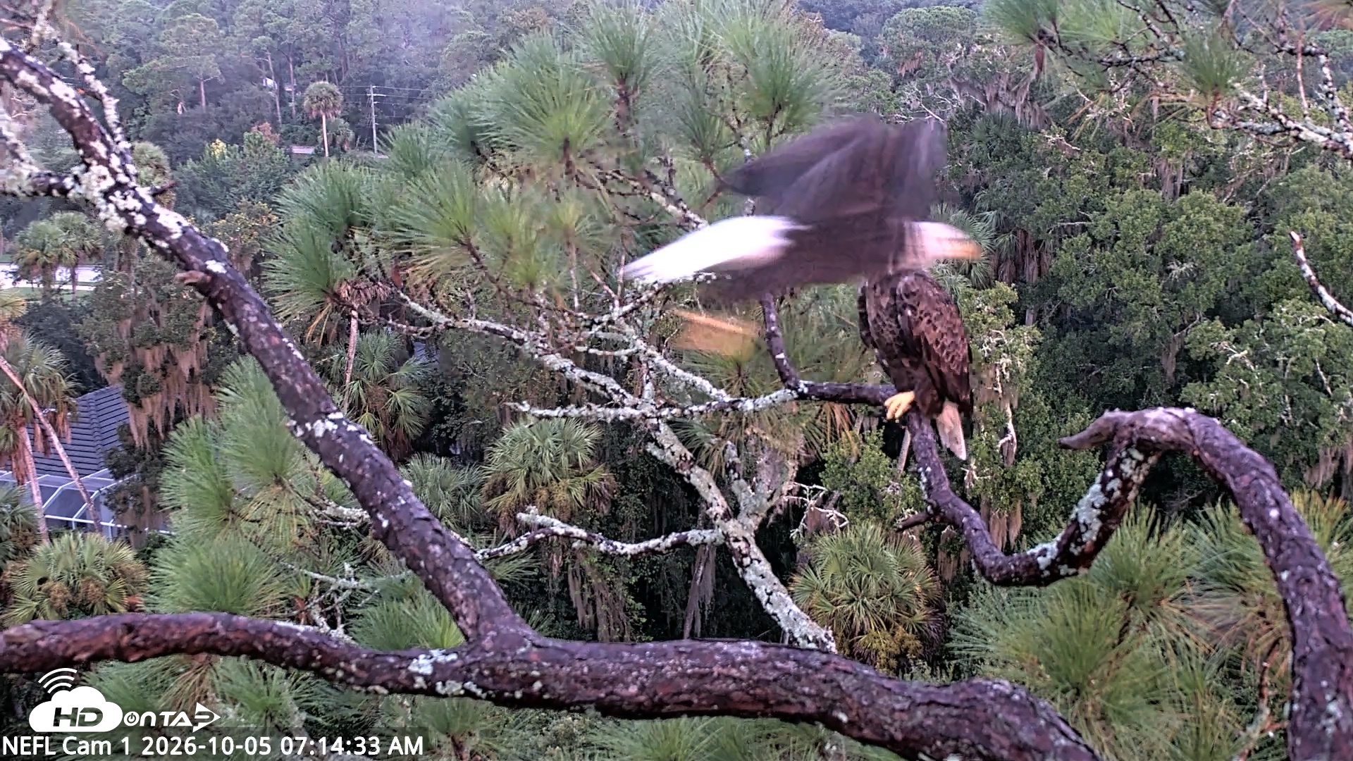 Snapshot of NE Florida Eagles Live Webcam taken Oct 5, 2026, 7:15am EDT