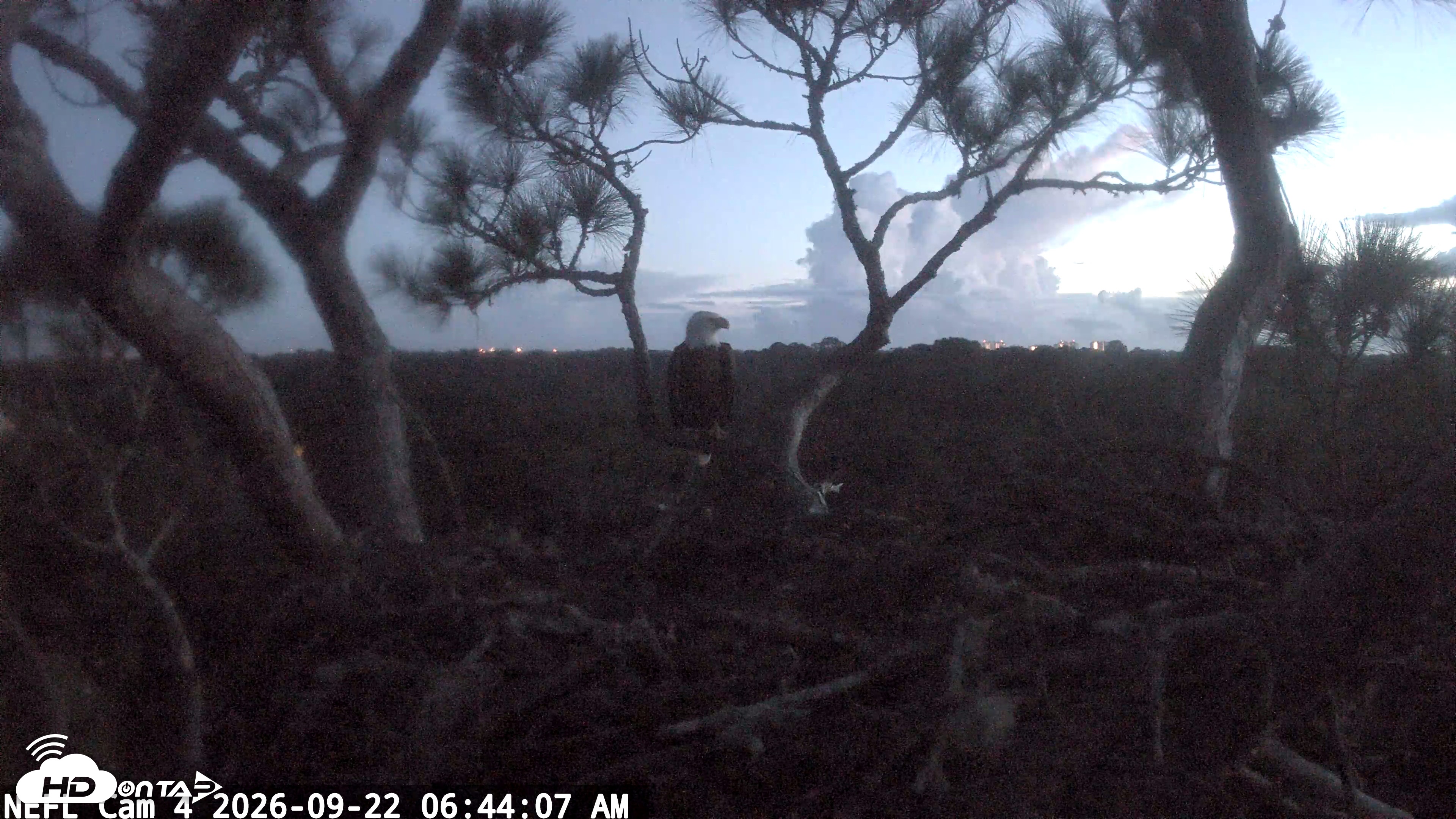 Snapshot of NE Florida Eagles Live Webcam taken Sep 22, 2026, 6:44am EDT