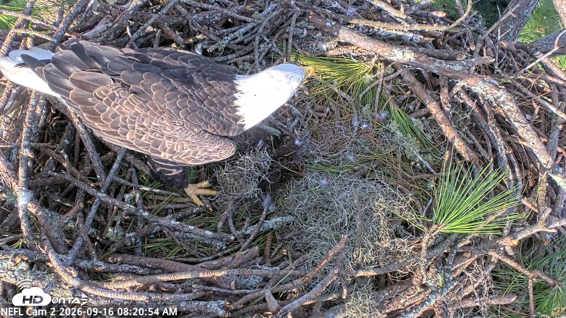 Snapshot of NE Florida Eagles Live Webcam taken Sep 16, 2026, 8:22am EDT