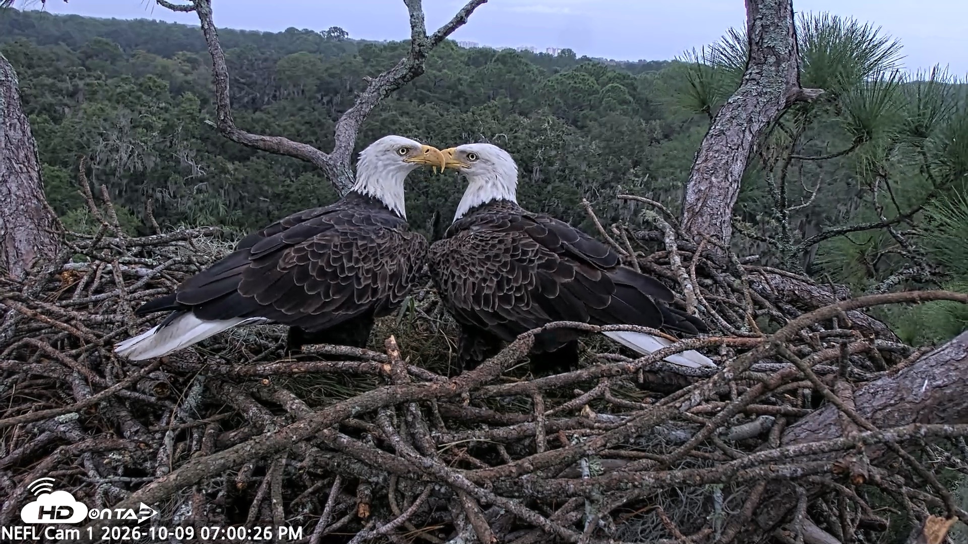 Snapshot of NE Florida Eagles Live Webcam taken Oct 9, 2026, 7:01pm EDT