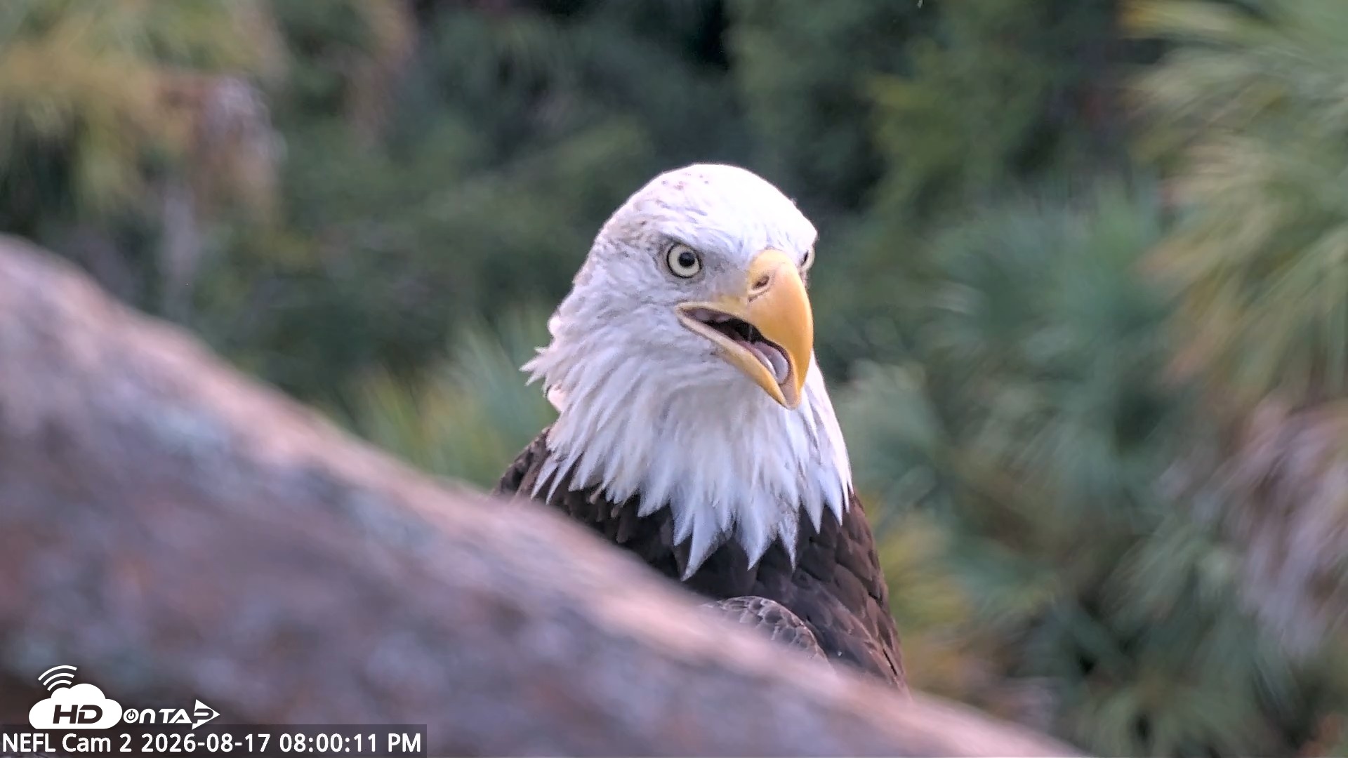 Snapshot of NE Florida Eagles Live Webcam taken Aug 17, 2026, 8:00pm EDT