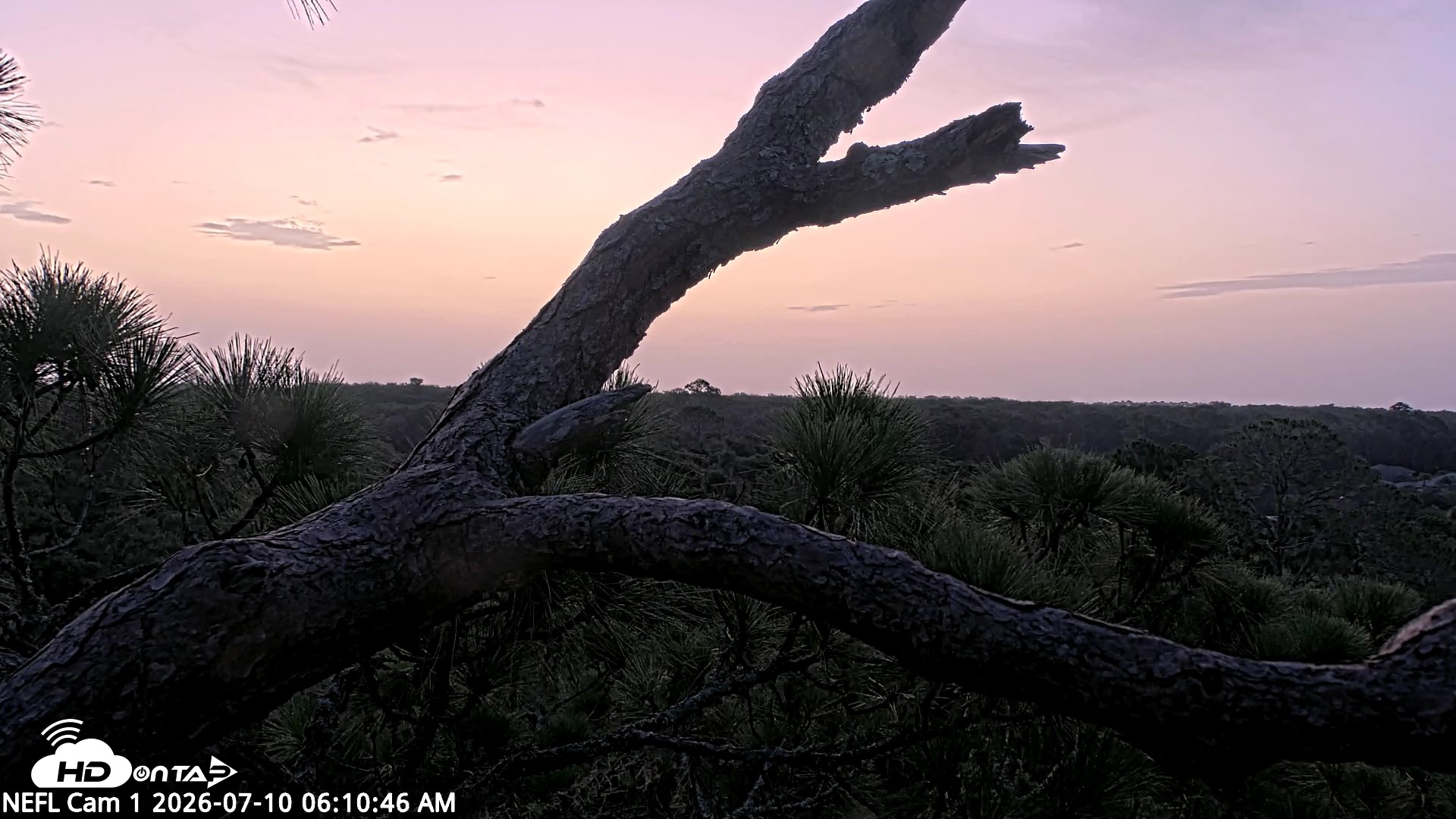 Snapshot of NE Florida Eagles Live Webcam taken Jul 10, 2026, 6:12am EDT