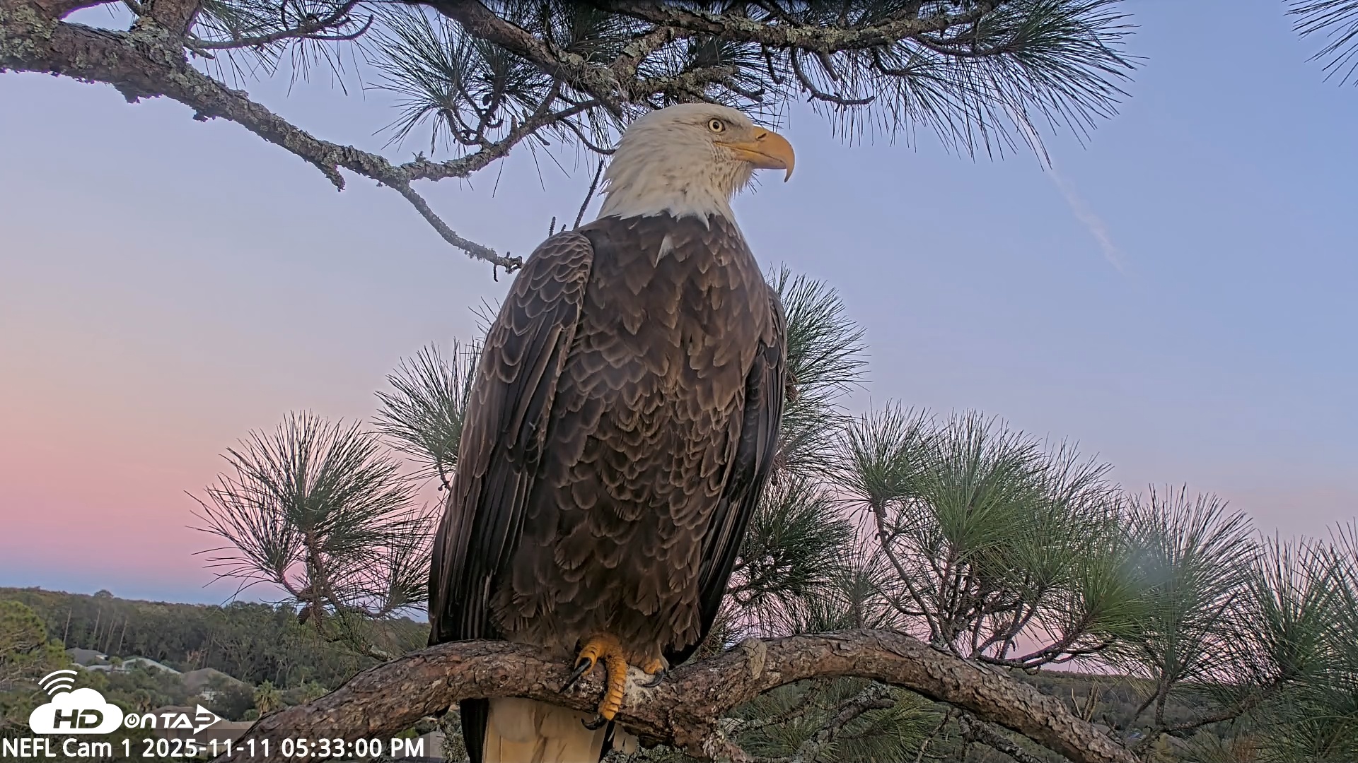 Snapshot of NE Florida Eagles Live Webcam taken Nov 11, 2025, 5:33pm EST