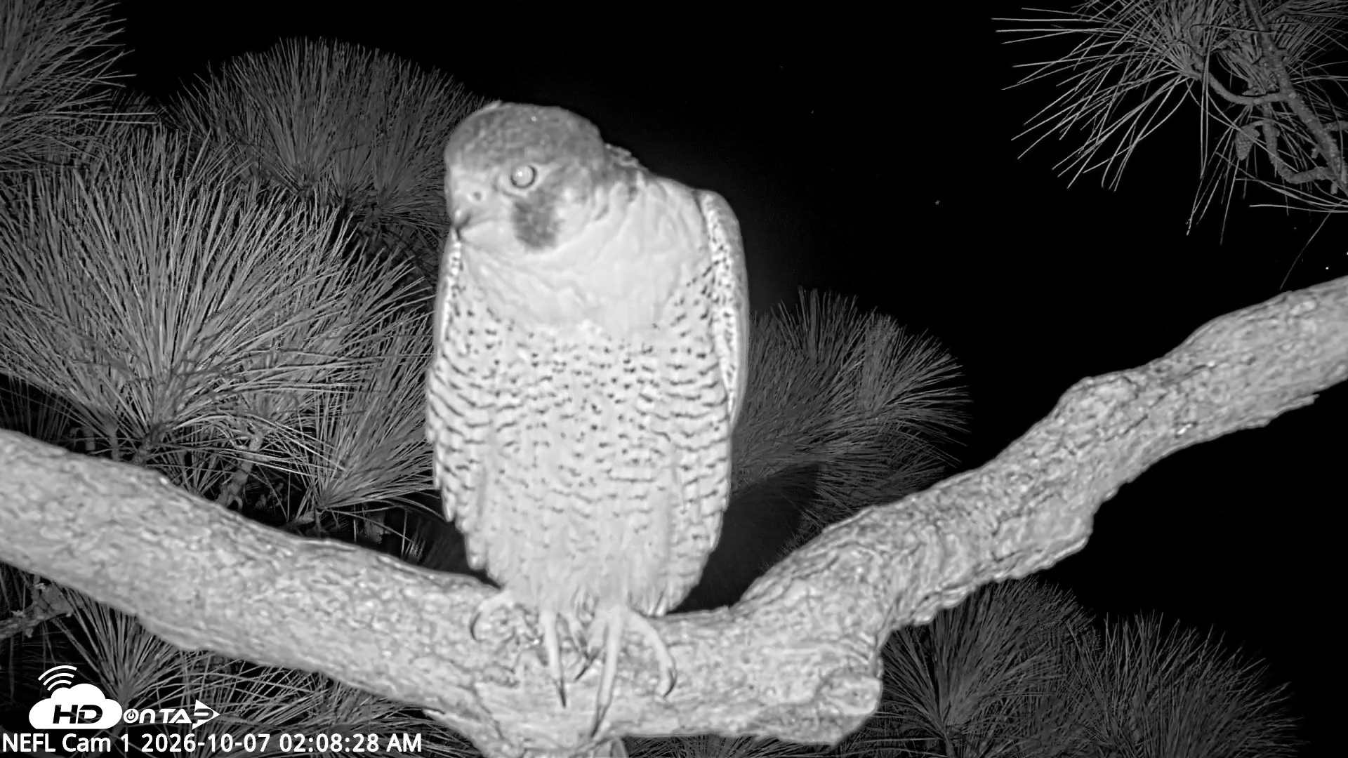Snapshot of NE Florida Eagles Live Webcam taken Oct 7, 2026, 2:09am EDT