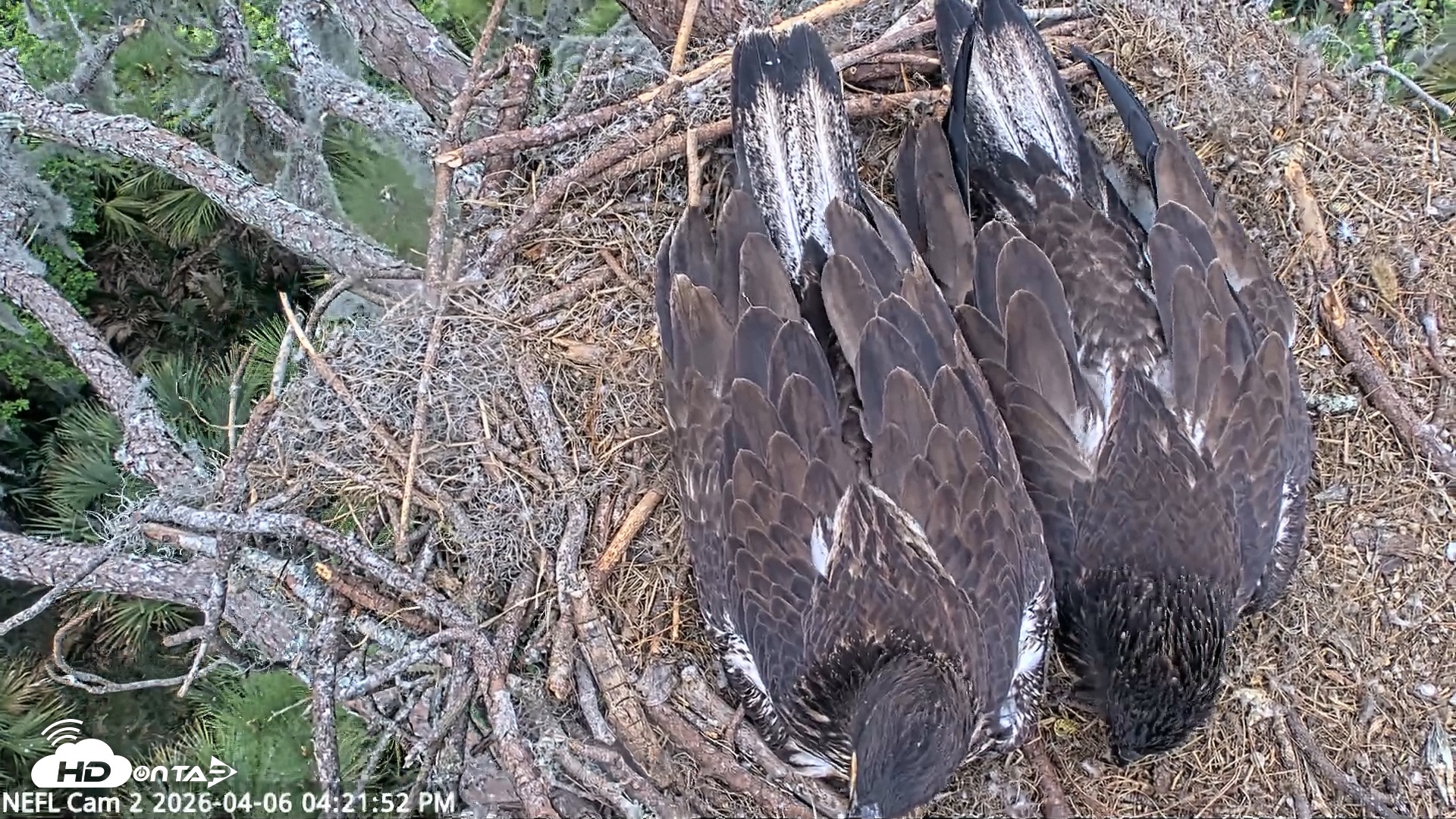 Snapshot of NE Florida Eagles Live Webcam taken Apr 6, 2026, 4:34pm EDT