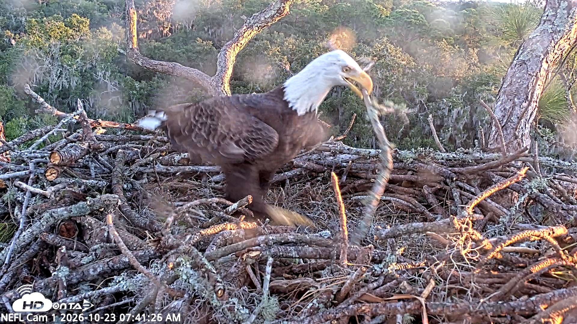 Snapshot of NE Florida Eagles Live Webcam taken Oct 23, 2026, 7:42am EDT