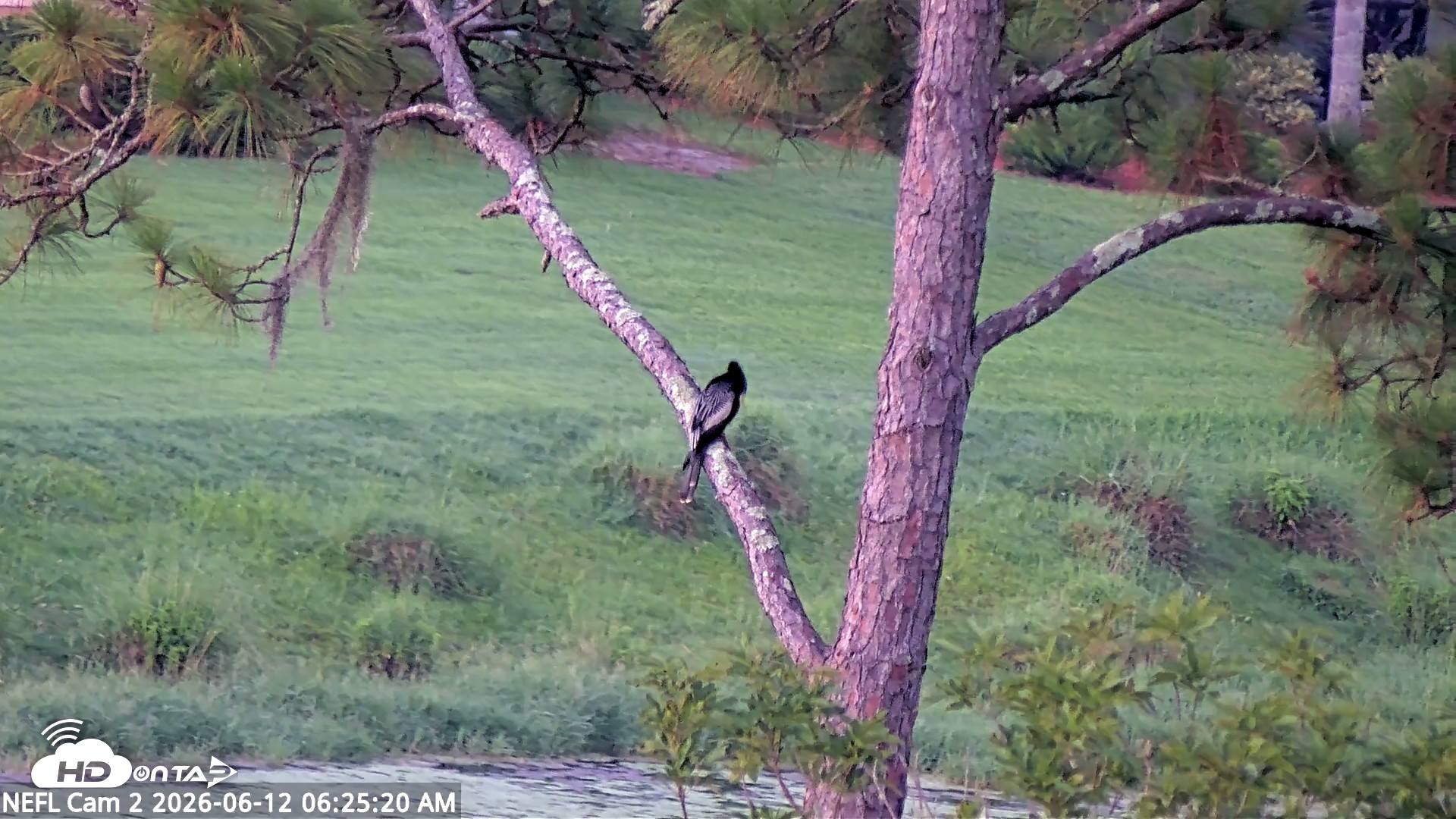 Snapshot of NE Florida Eagles Live Webcam taken Jun 12, 2026, 6:26am EDT