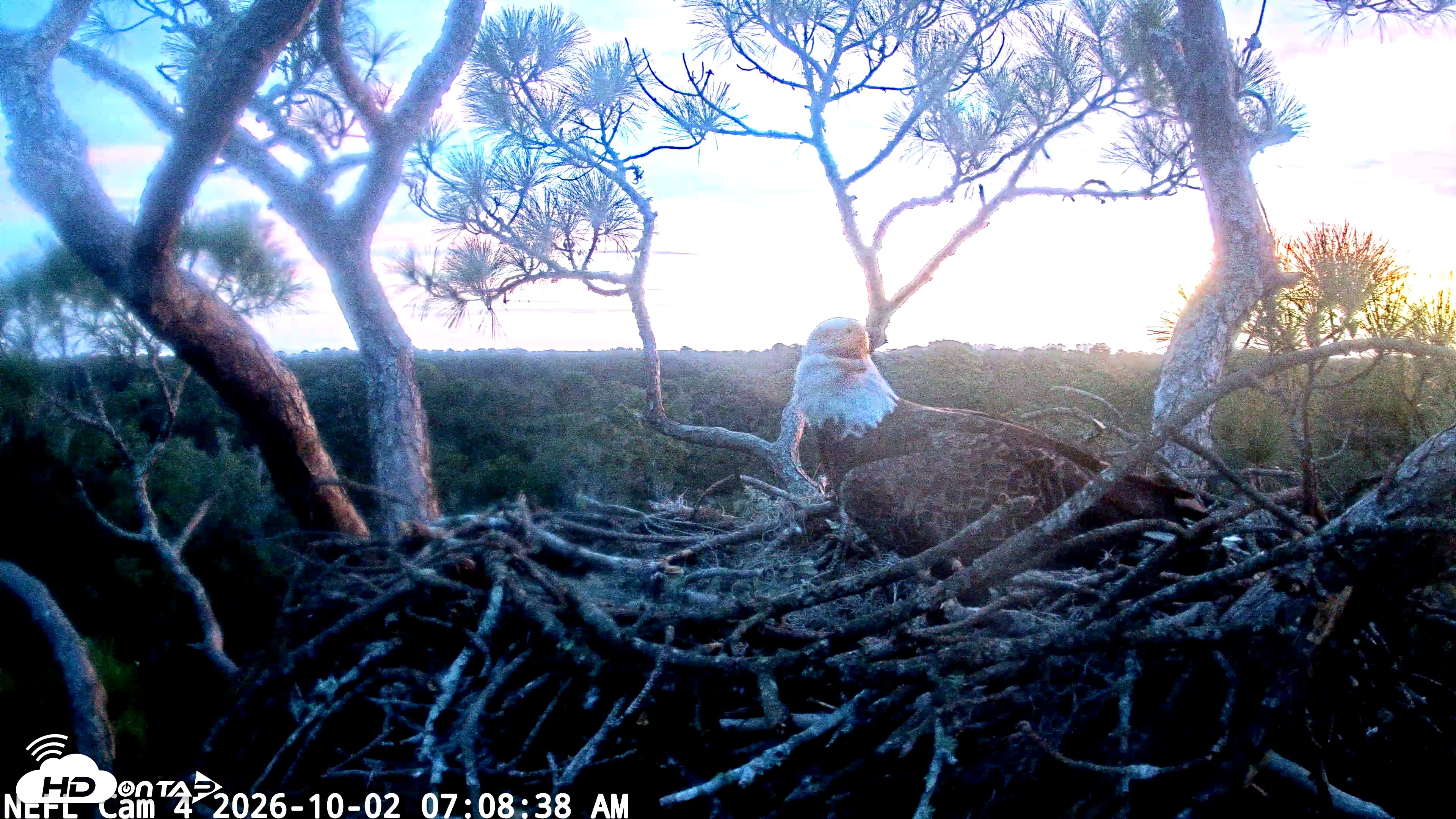 Snapshot of NE Florida Eagles Live Webcam taken Oct 2, 2026, 7:09am EDT