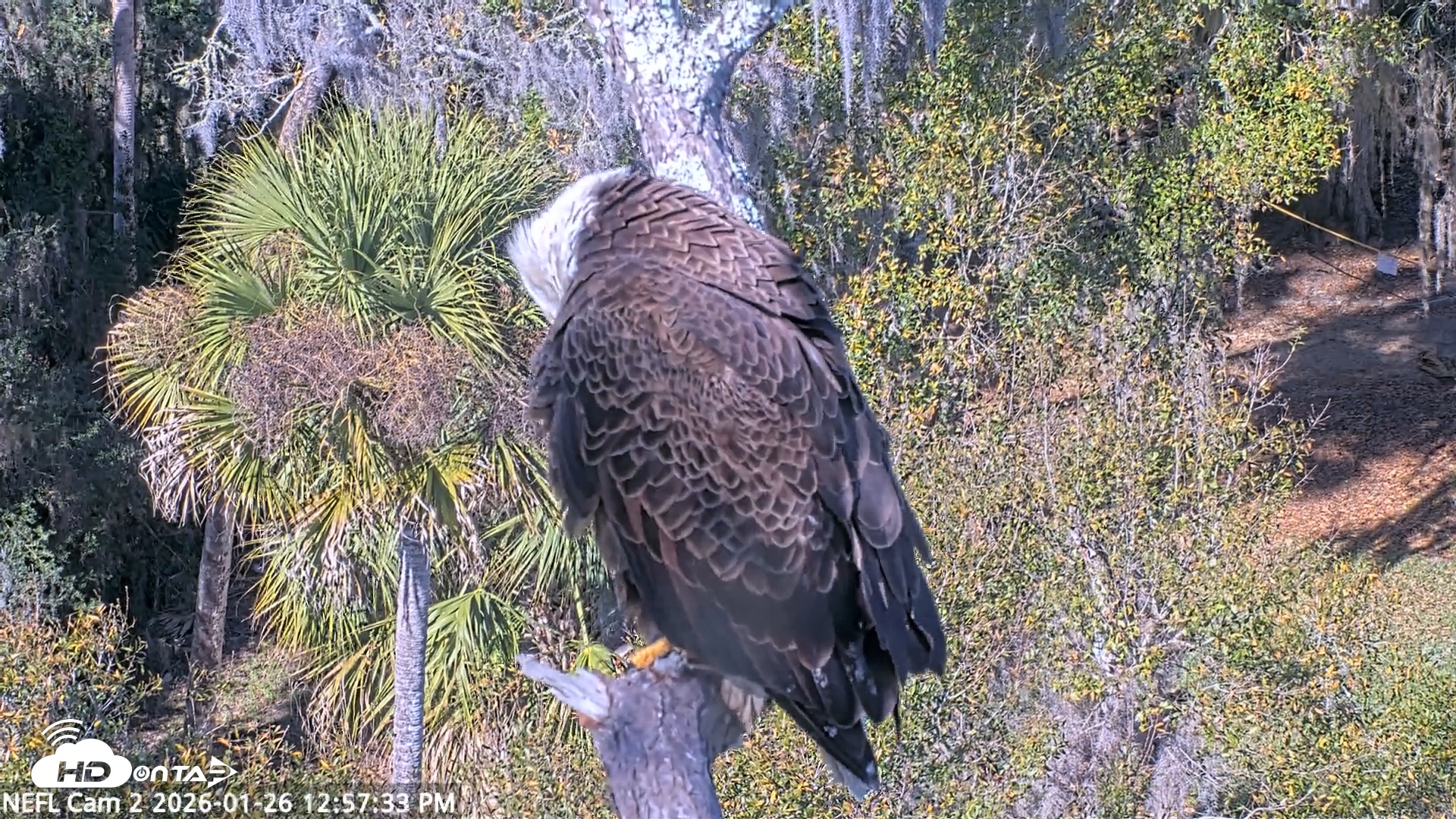 Snapshot of NE Florida Eagles Live Webcam taken Jan 26, 2026, 12:58pm EST