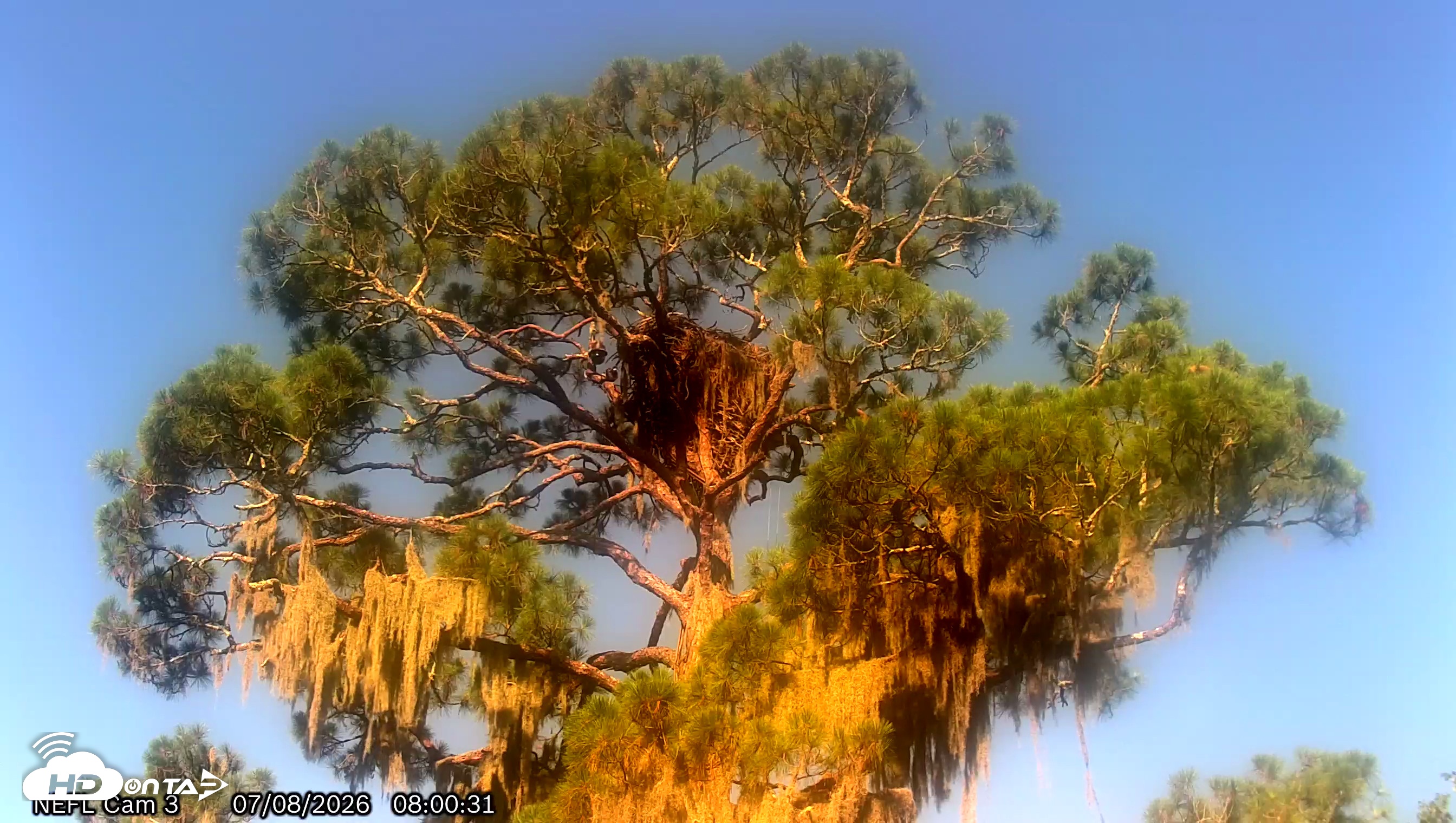 Snapshot of NE Florida Eagles Live Webcam taken Jul 8, 2026, 8:01am EDT