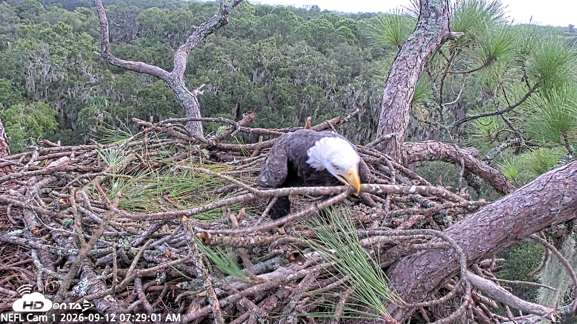 Snapshot of NE Florida Eagles Live Webcam taken Sep 12, 2026, 7:30am EDT