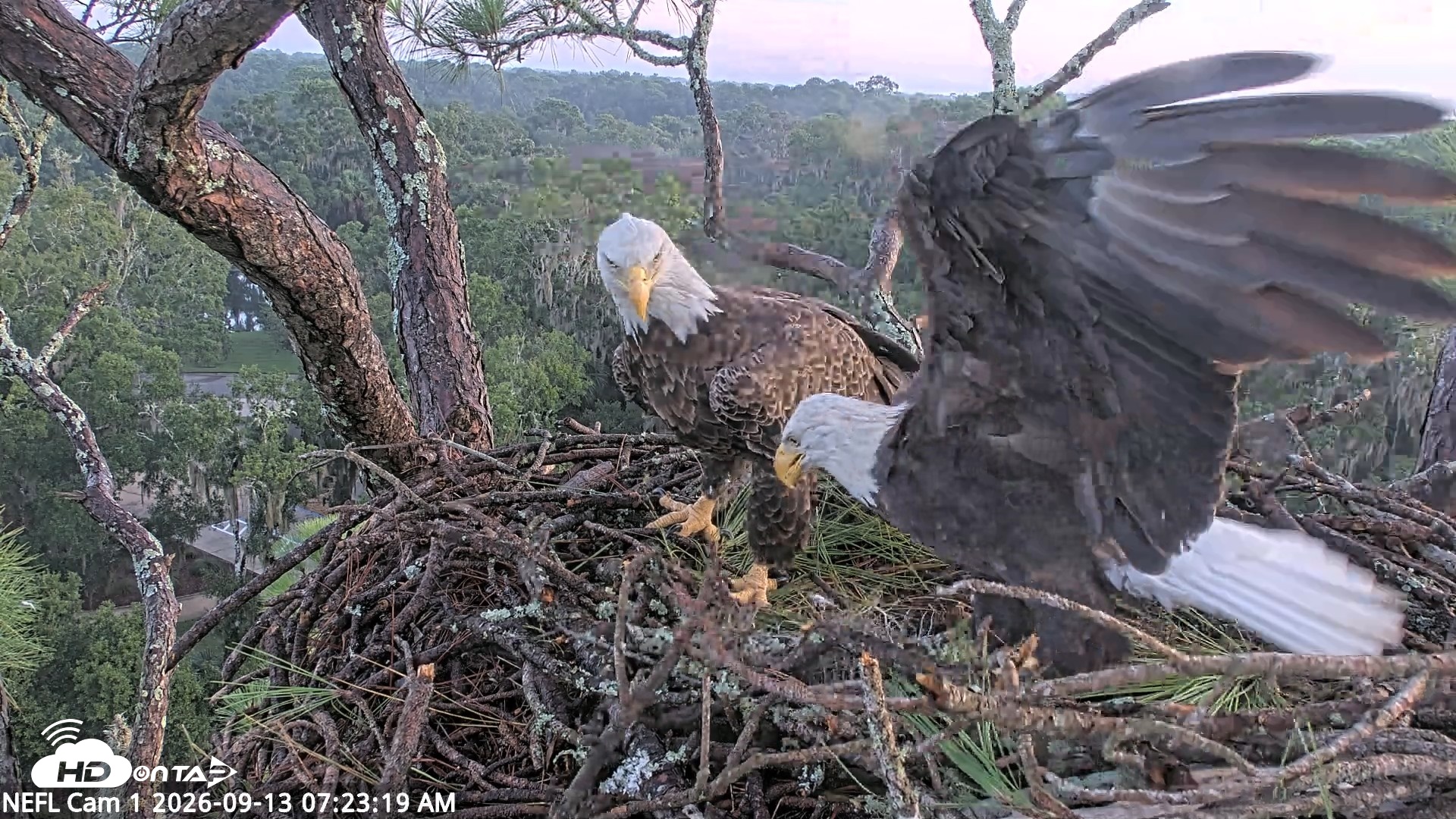 Snapshot of NE Florida Eagles Live Webcam taken Sep 13, 2026, 7:24am EDT