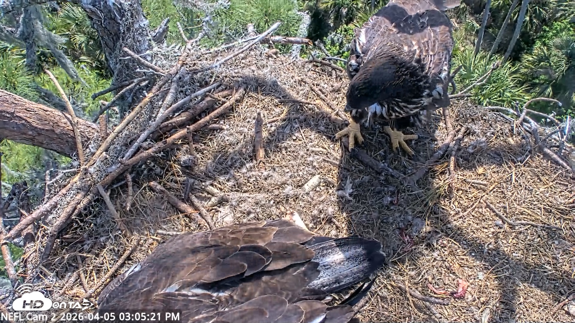 Snapshot of NE Florida Eagles Live Webcam taken Apr 5, 2026, 3:06pm EDT