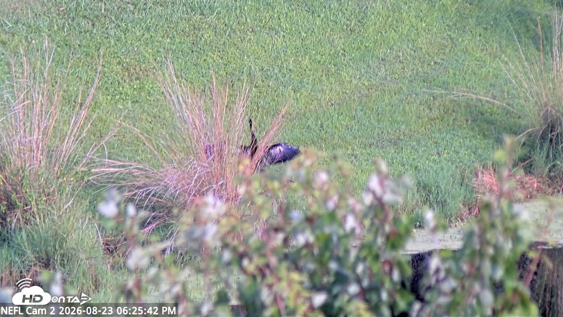 Snapshot of NE Florida Eagles Live Webcam taken Aug 23, 2026, 6:26pm EDT