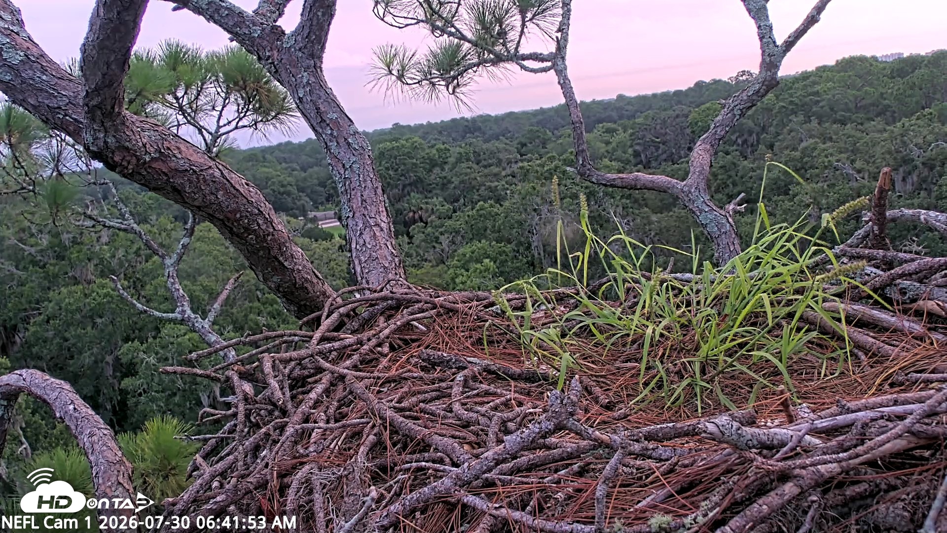 Snapshot of NE Florida Eagles Live Webcam taken Jul 30, 2026, 6:42am EDT