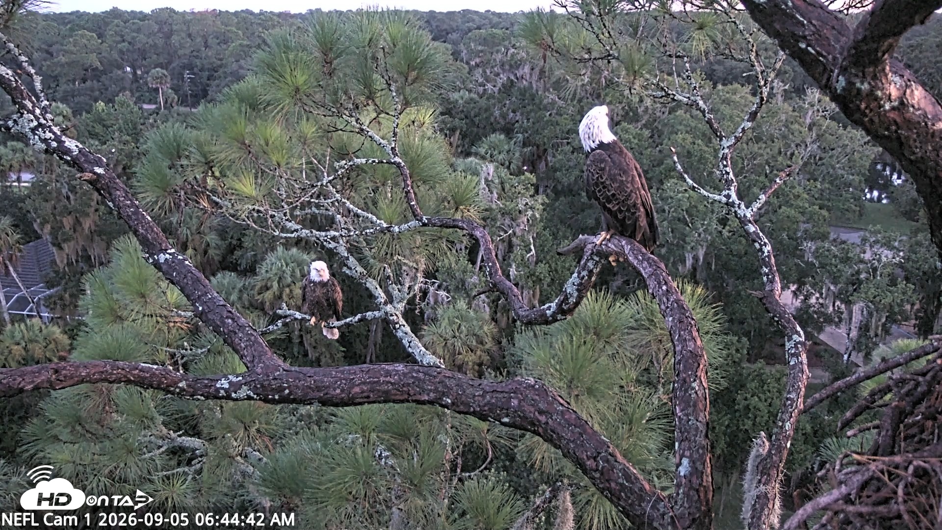 Snapshot of NE Florida Eagles Live Webcam taken Sep 5, 2026, 6:45am EDT