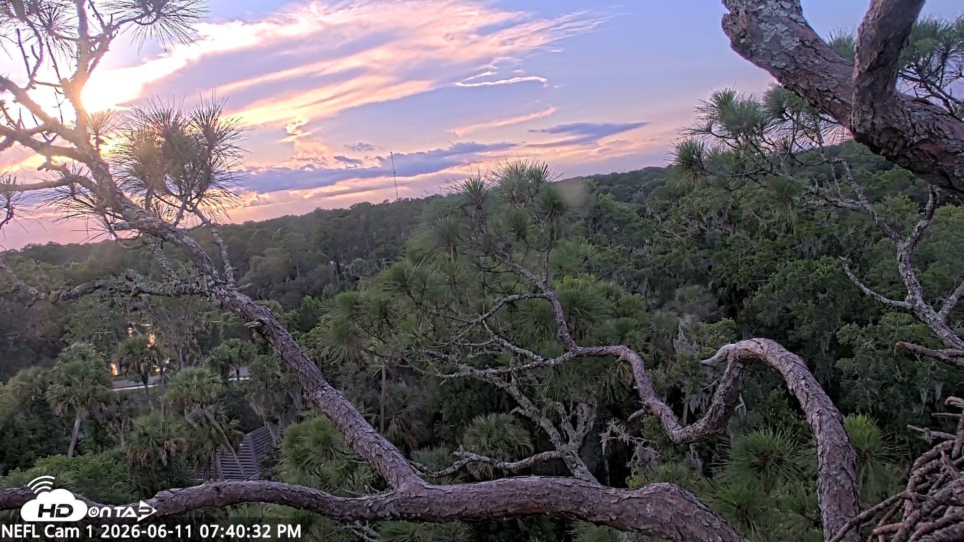 Snapshot of NE Florida Eagles Live Webcam taken Jun 11, 2026, 7:41pm EDT