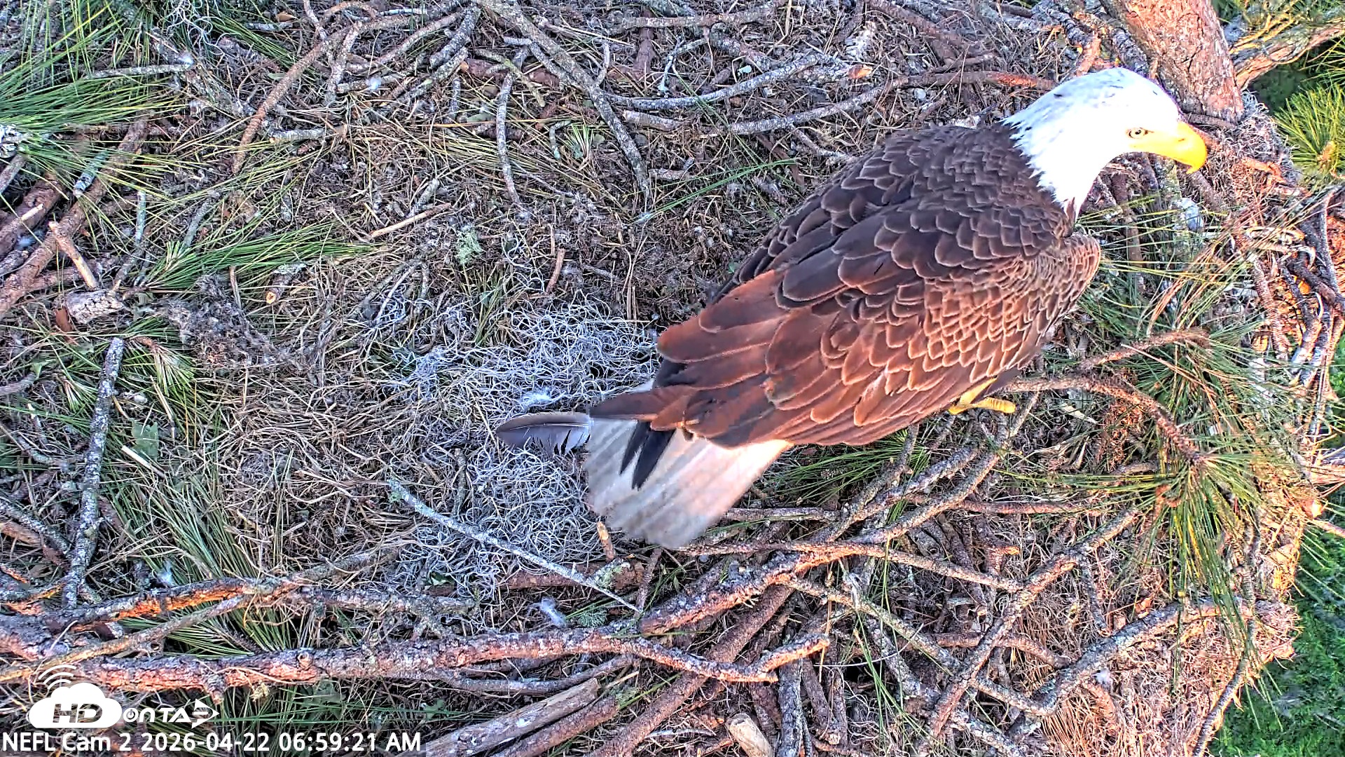 Snapshot of NE Florida Eagles Live Webcam taken Apr 22, 2026, 7:00am EDT