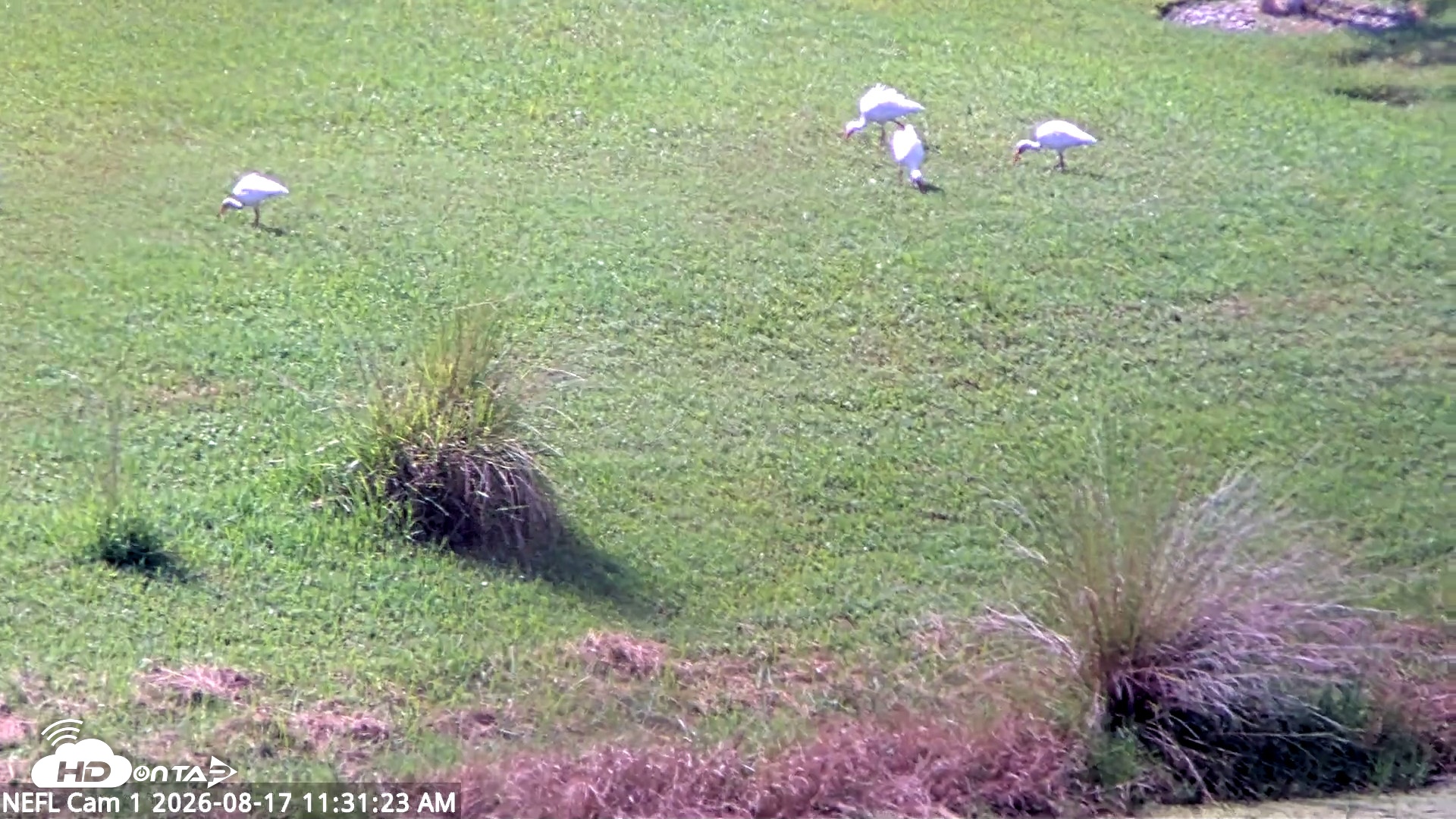 Snapshot of NE Florida Eagles Live Webcam taken Aug 17, 2026, 11:32am EDT