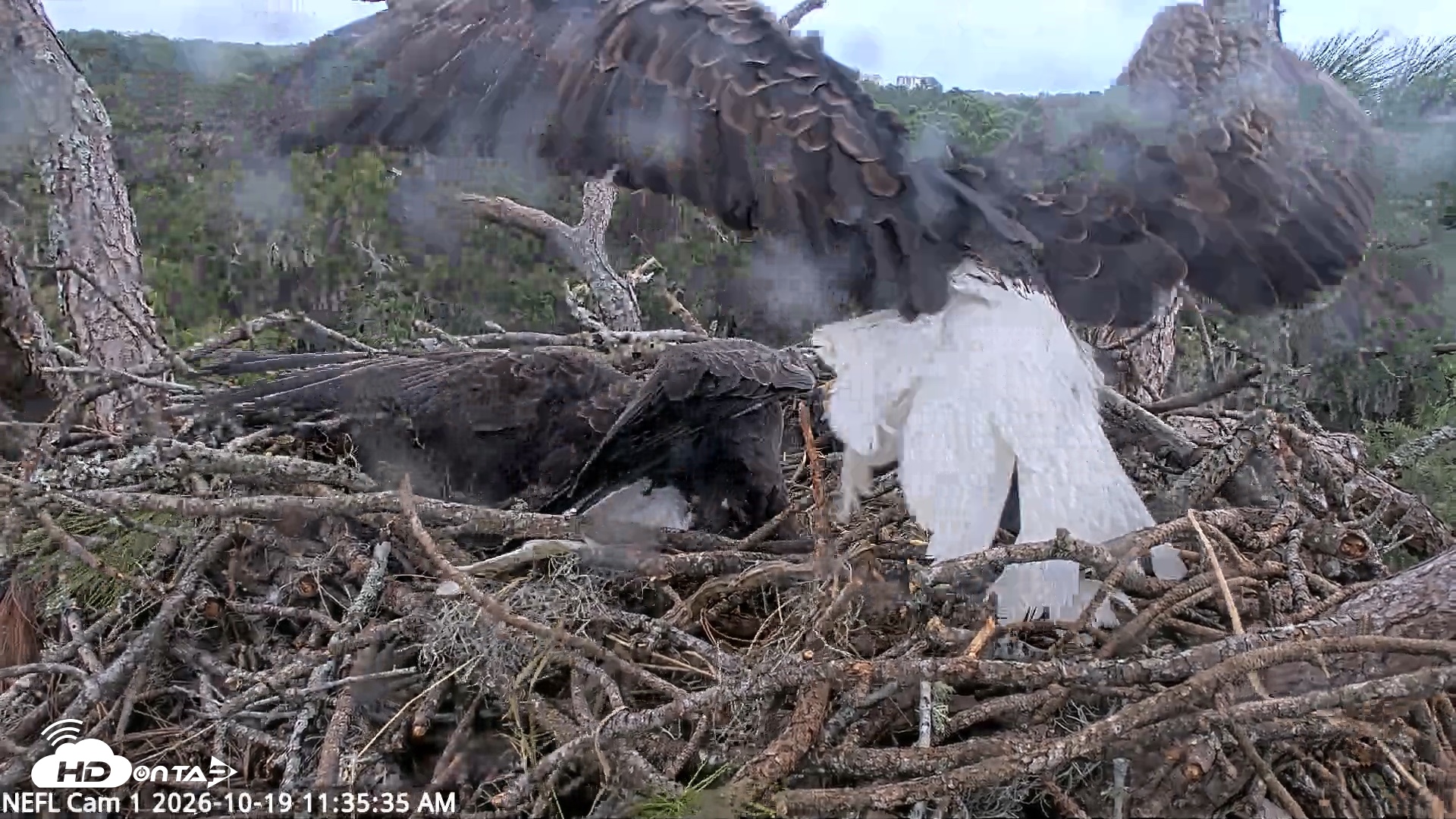 Snapshot of NE Florida Eagles Live Webcam taken Oct 19, 2026, 11:36am EDT