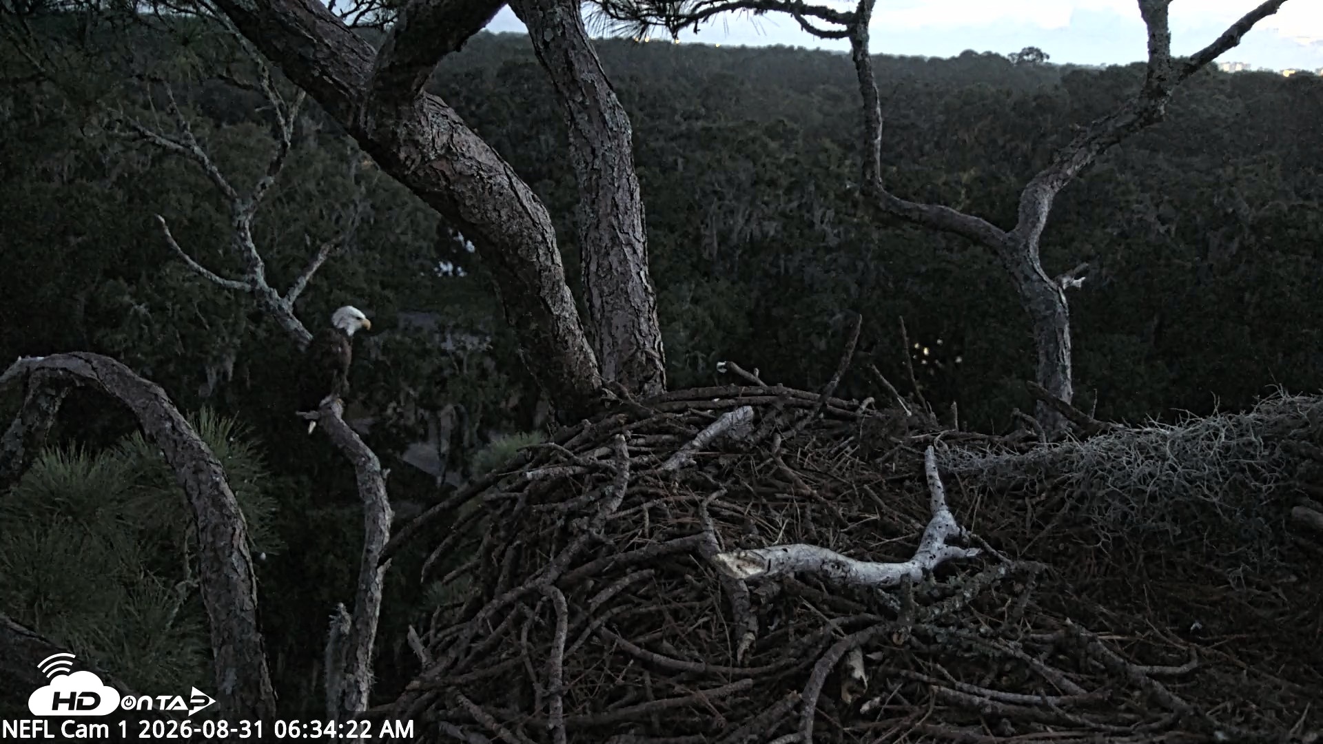 Snapshot of NE Florida Eagles Live Webcam taken Aug 31, 2026, 6:35am EDT