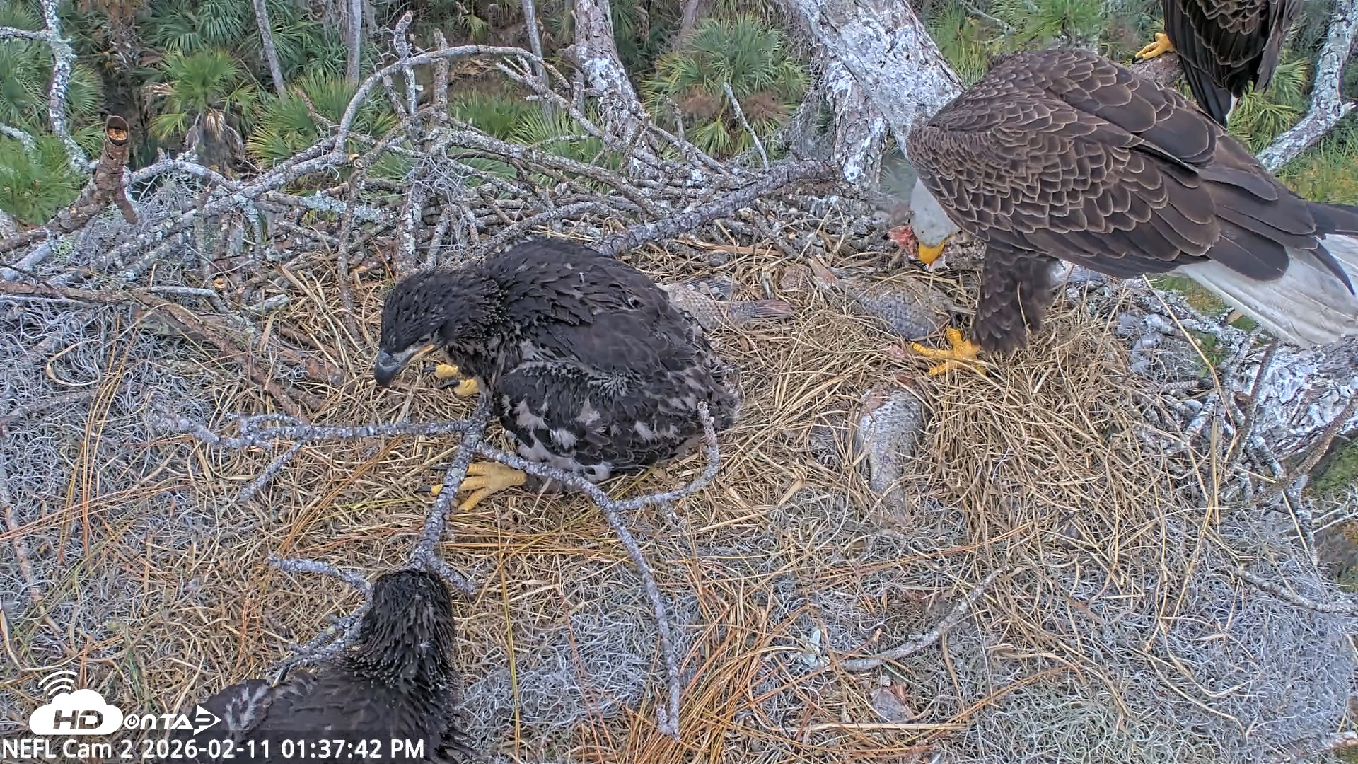 Snapshot of NE Florida Eagles Live Webcam taken Feb 11, 2026, 1:38pm EST