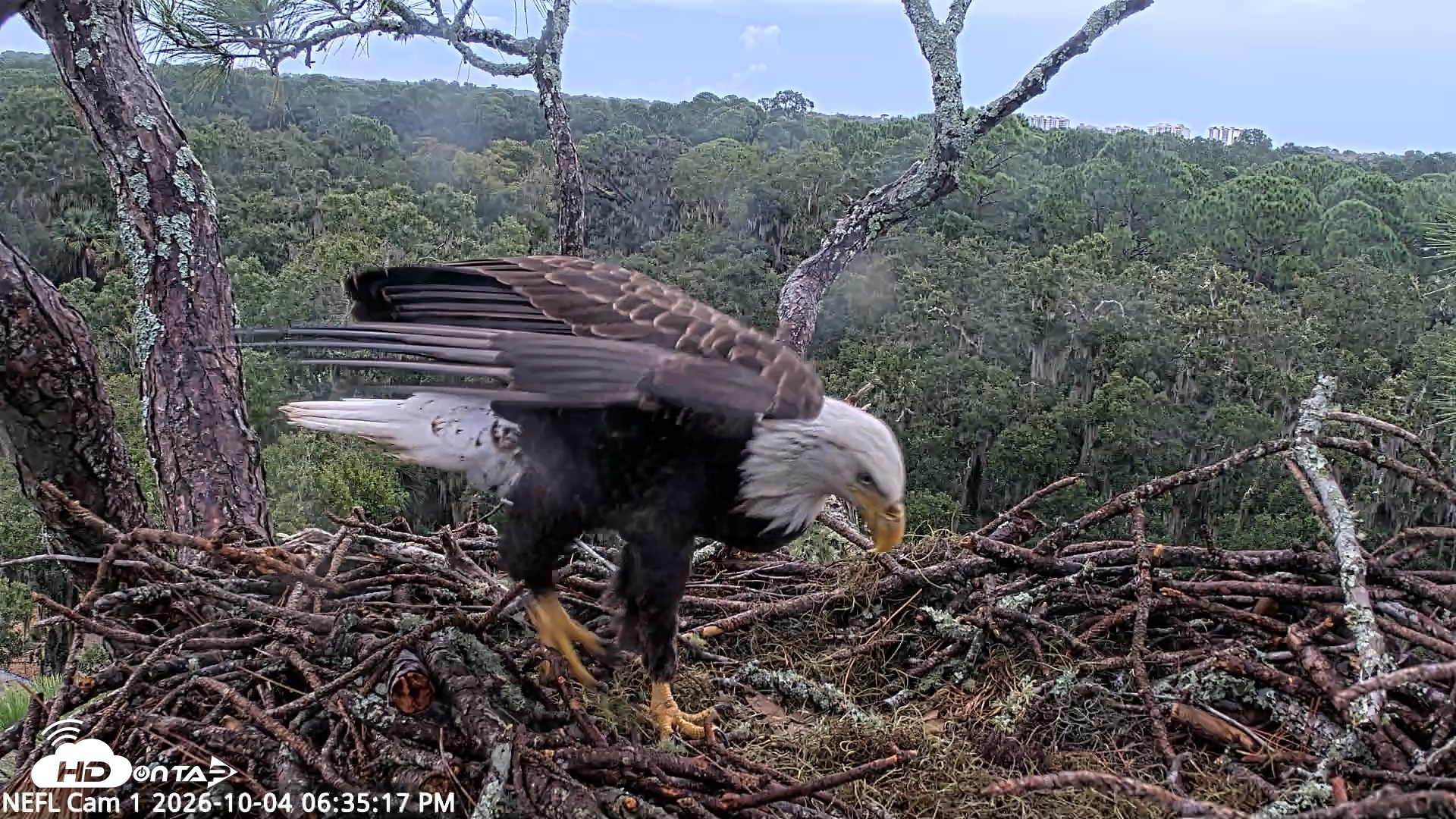 Snapshot of NE Florida Eagles Live Webcam taken Oct 4, 2026, 6:36pm EDT