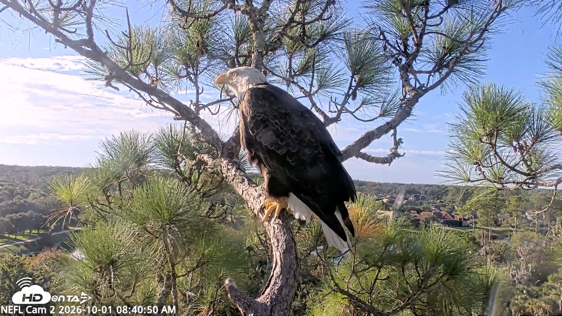 Snapshot of NE Florida Eagles Live Webcam taken Oct 1, 2026, 8:41am EDT