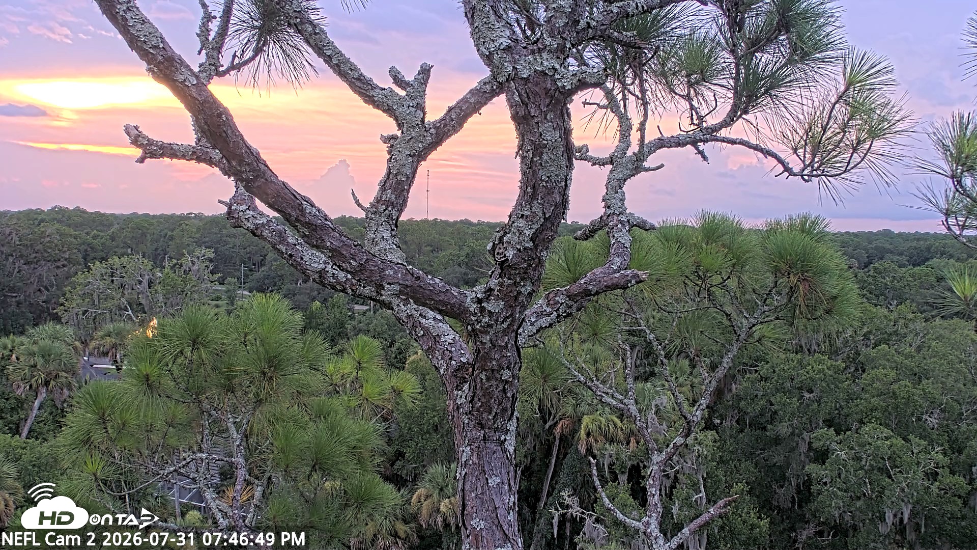 Snapshot of NE Florida Eagles Live Webcam taken Jul 31, 2026, 7:47pm EDT