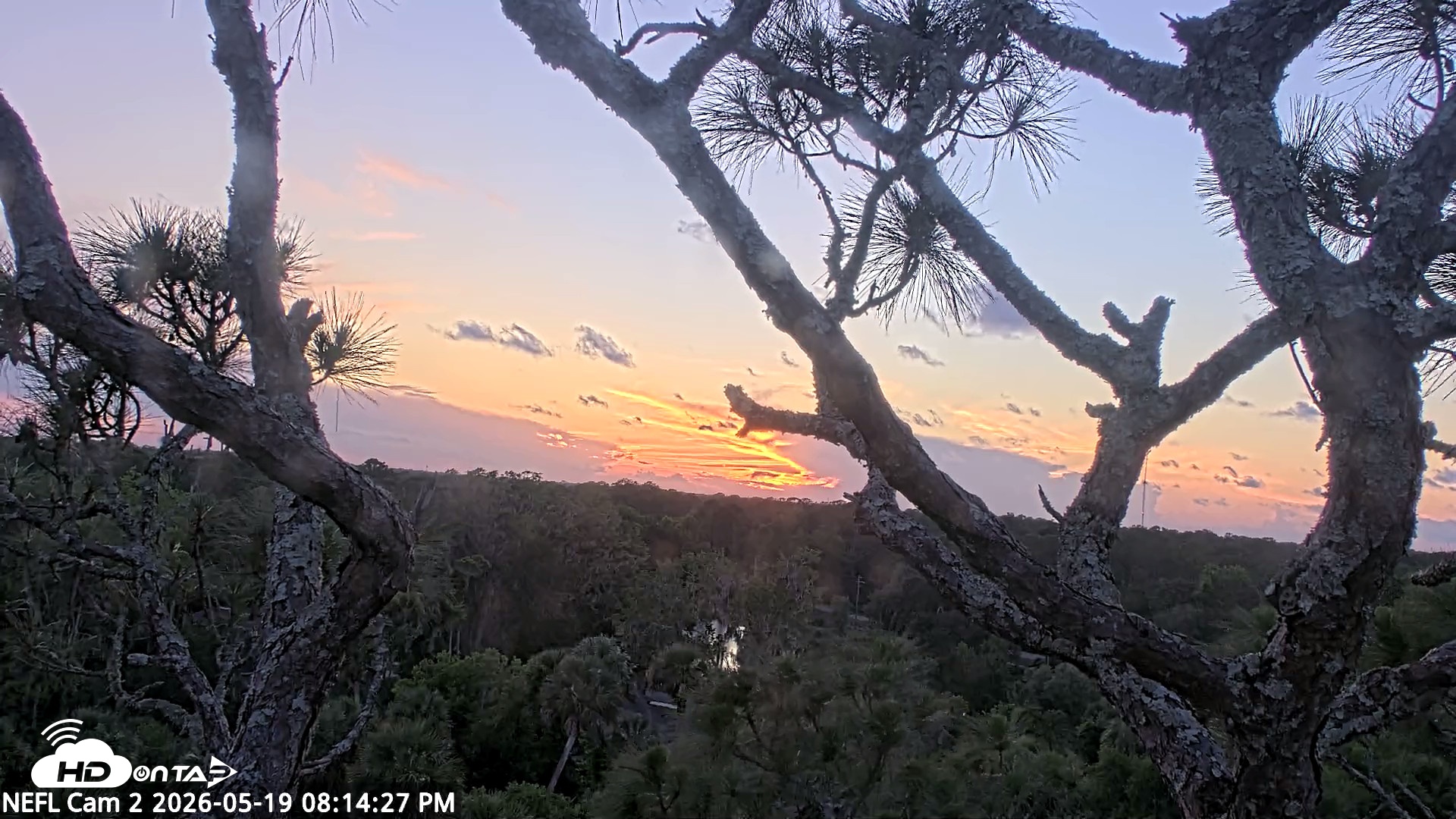 Snapshot of NE Florida Eagles Live Webcam taken May 19, 2026, 8:15pm EDT