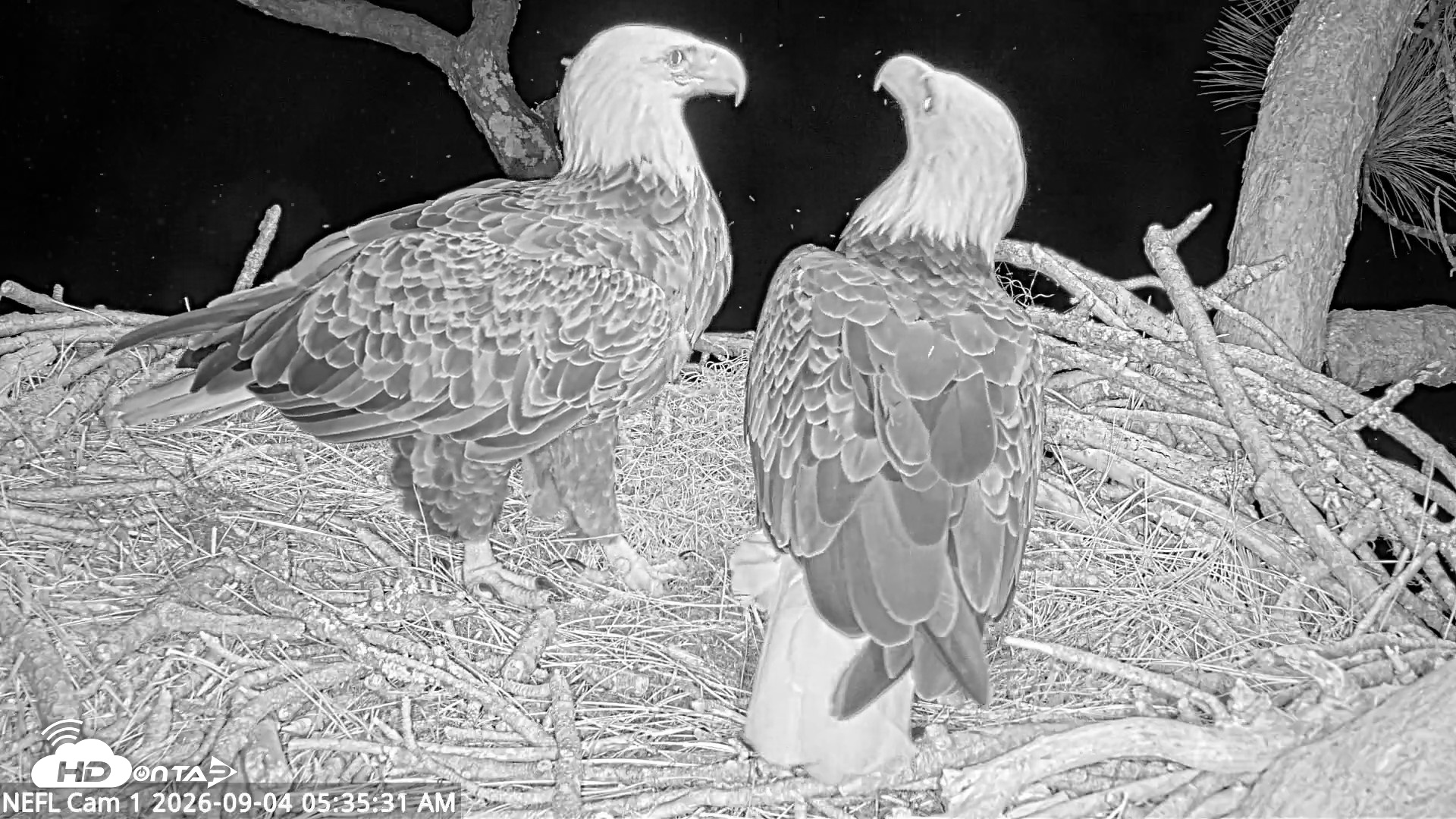 Snapshot of NE Florida Eagles Live Webcam taken Sep 4, 2026, 5:36am EDT