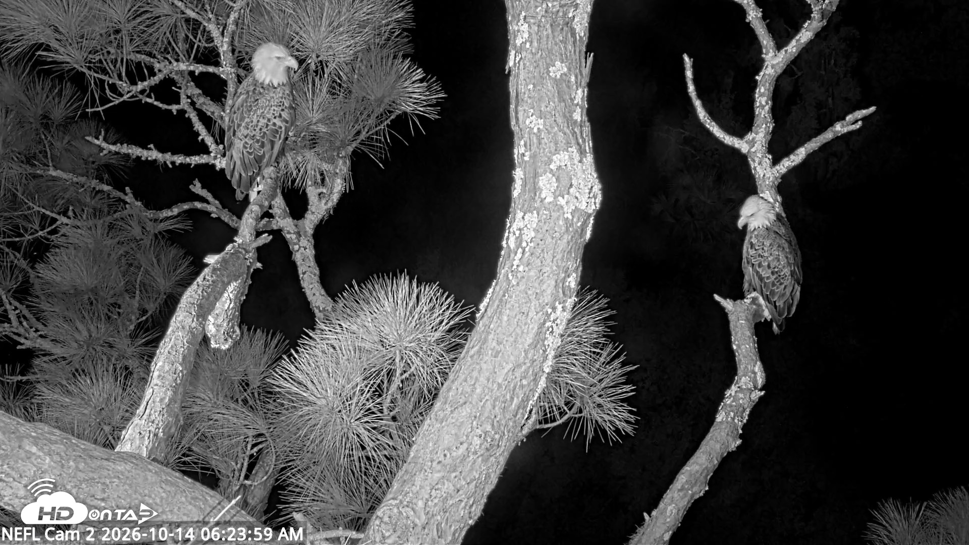 Snapshot of NE Florida Eagles Live Webcam taken Oct 14, 2026, 6:25am EDT