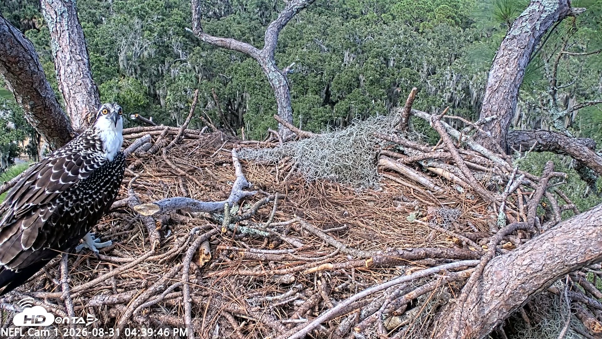 Snapshot of NE Florida Eagles Live Webcam taken Aug 31, 2026, 4:40pm EDT
