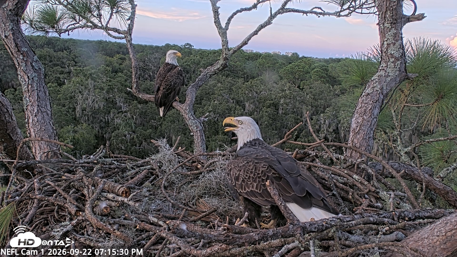 Snapshot of NE Florida Eagles Live Webcam taken Sep 22, 2026, 7:16pm EDT