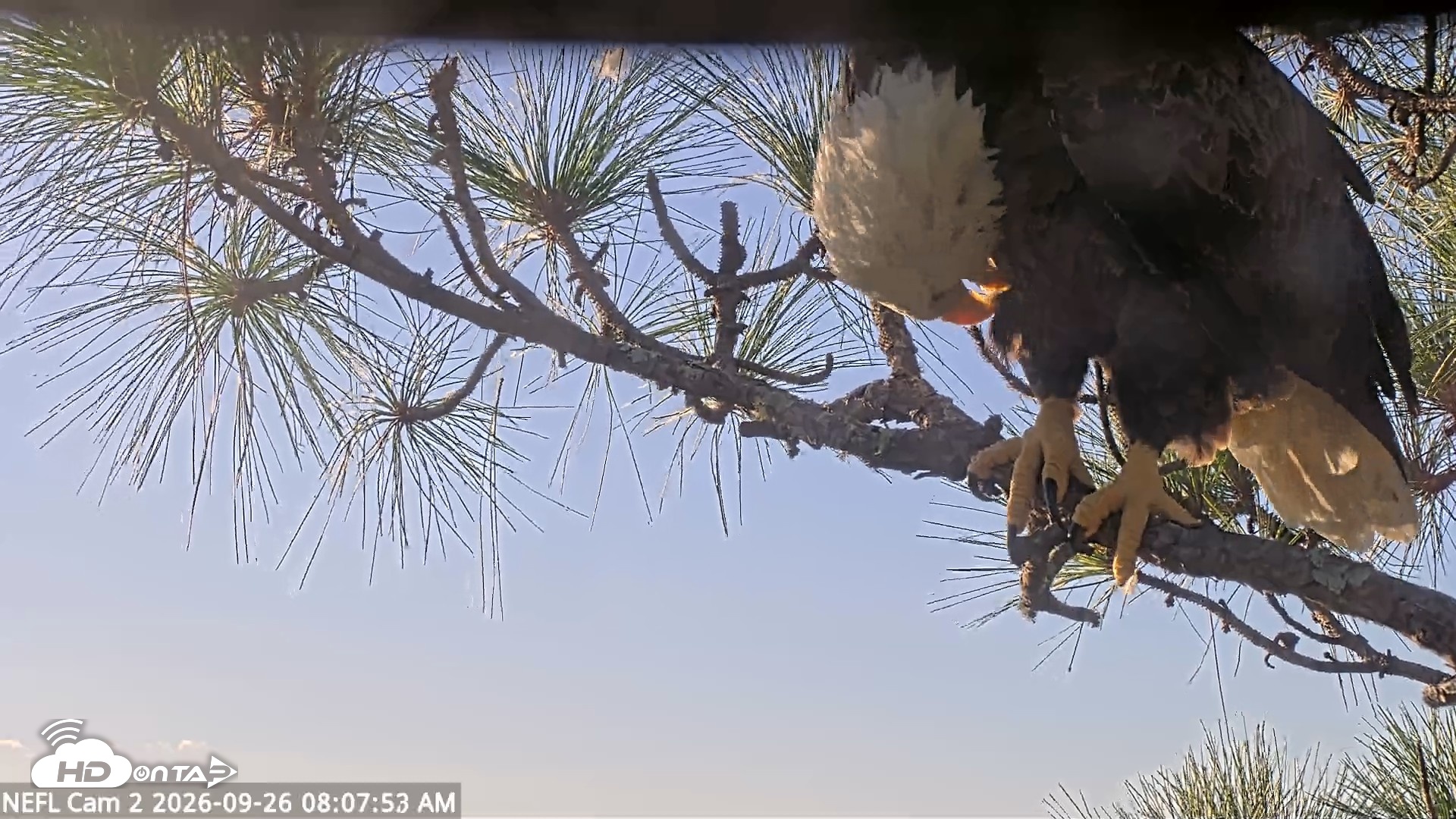 Snapshot of NE Florida Eagles Live Webcam taken Sep 26, 2026, 8:08am EDT