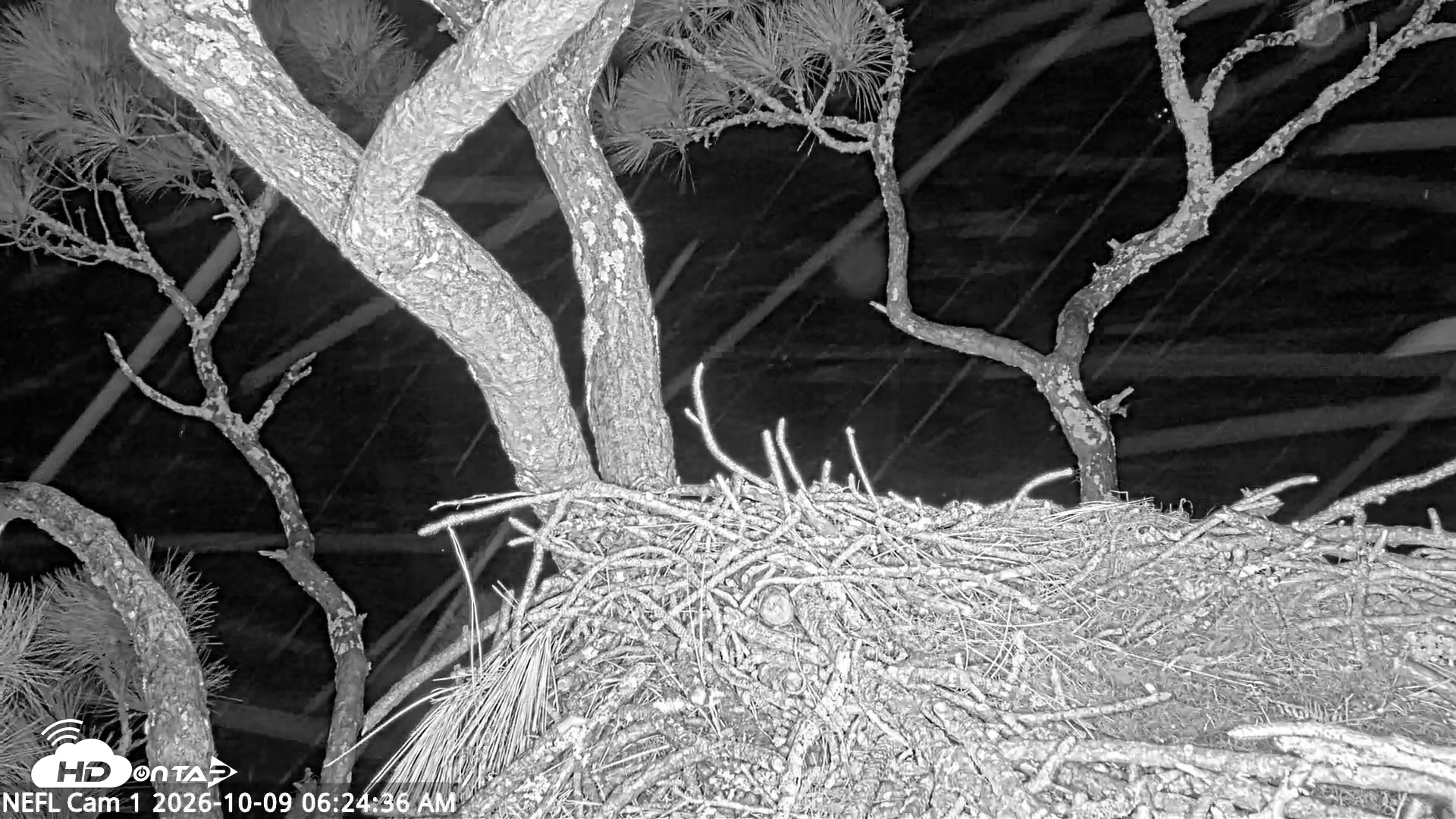 Snapshot of NE Florida Eagles Live Webcam taken Oct 9, 2026, 6:25am EDT
