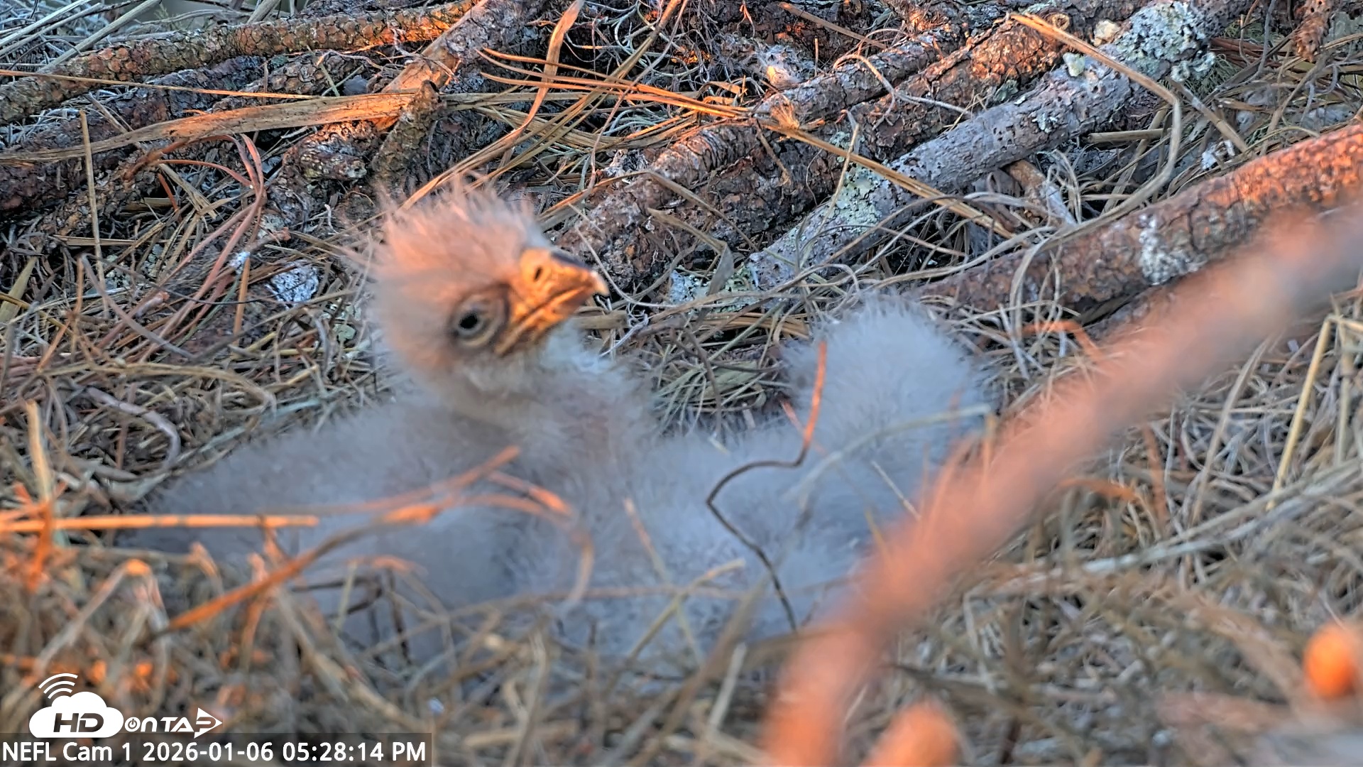 Snapshot of NE Florida Eagles Live Webcam taken Jan 6, 2026, 5:29pm EST