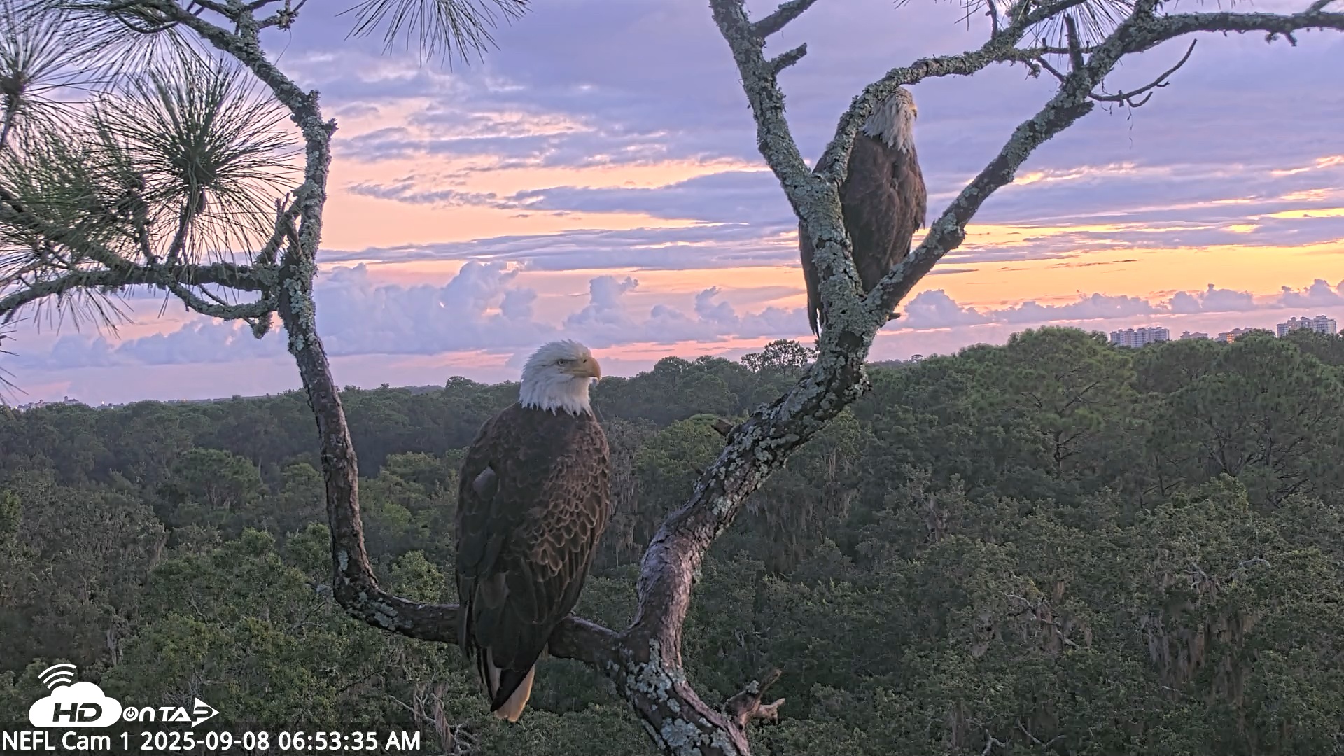 Snapshot of NE Florida Eagles Live Webcam taken Sep 8, 2025, 6:54am EDT