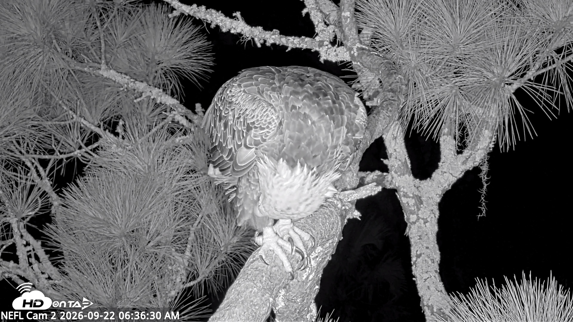 Snapshot of NE Florida Eagles Live Webcam taken Sep 22, 2026, 6:37am EDT