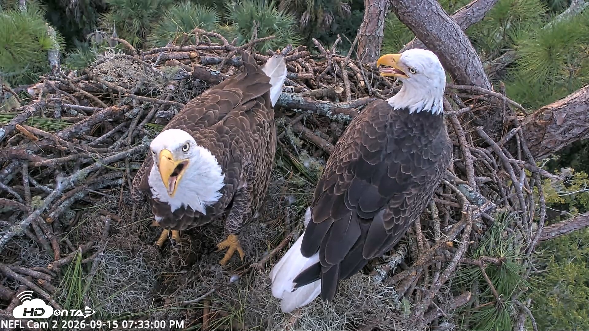 Snapshot of NE Florida Eagles Live Webcam taken Sep 15, 2026, 7:34pm EDT