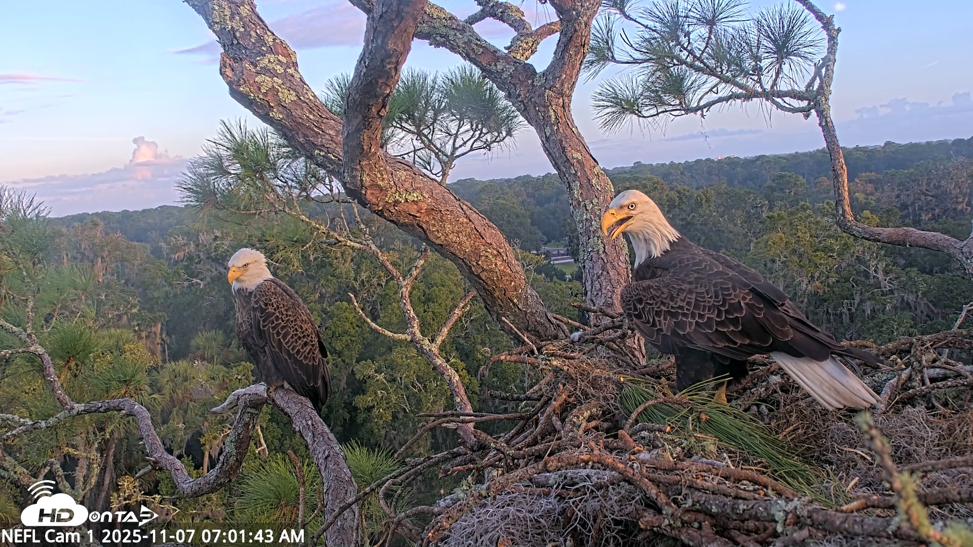 Snapshot of NE Florida Eagles Live Webcam taken Nov 7, 2025, 7:02am EST