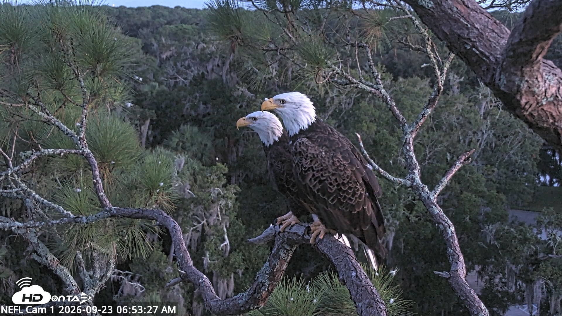 Snapshot of NE Florida Eagles Live Webcam taken Sep 23, 2026, 6:54am EDT