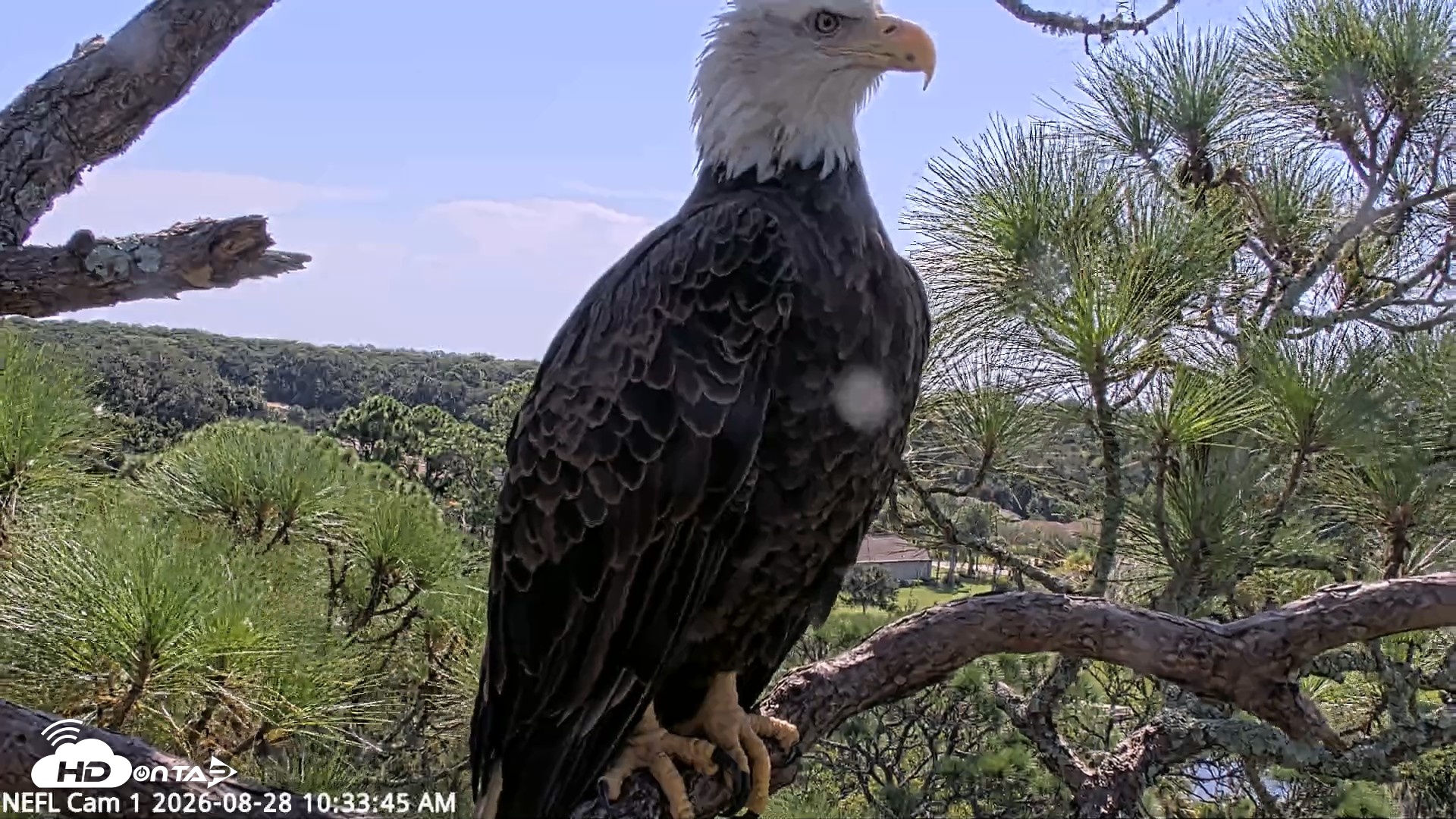 Snapshot of NE Florida Eagles Live Webcam taken Aug 28, 2026, 10:34am EDT