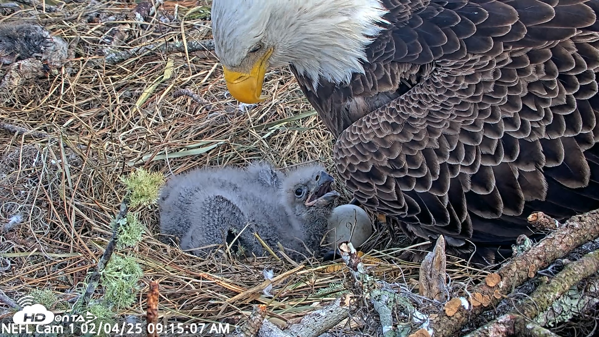 Snapshot of NE Florida Eagles Live Webcam taken Feb 4, 2025, 9:15am EST