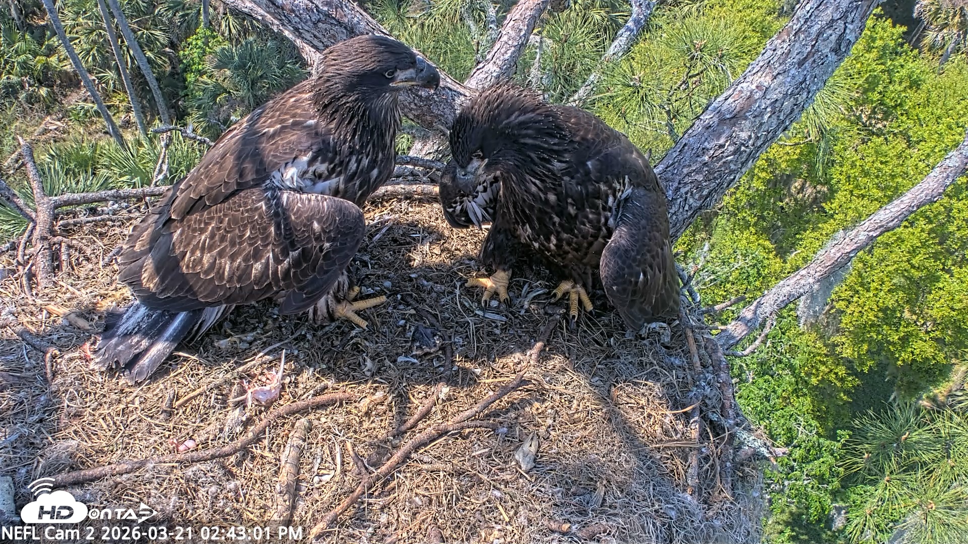 Snapshot of NE Florida Eagles Live Webcam taken Mar 21, 2026, 2:43pm EDT