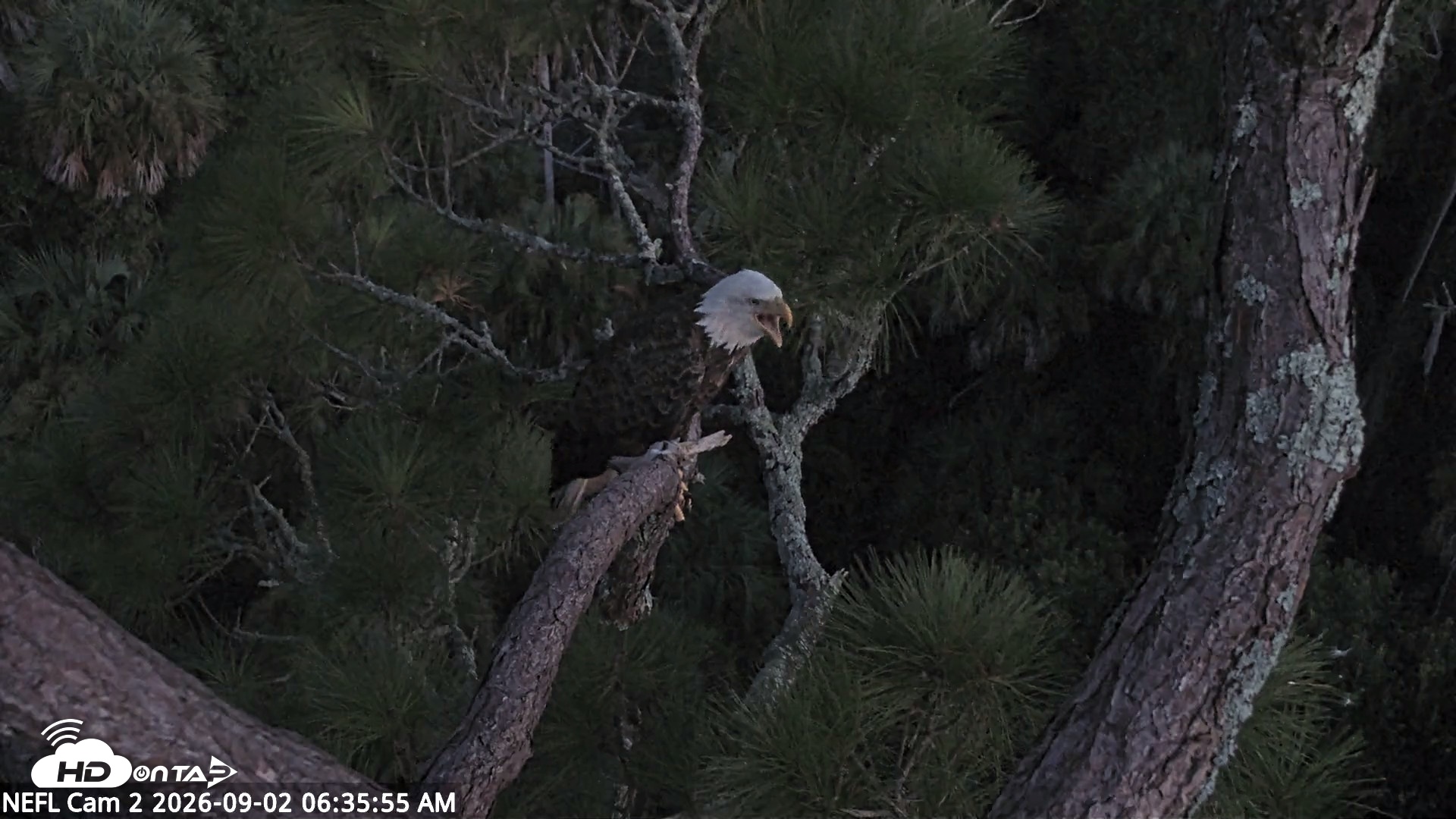 Snapshot of NE Florida Eagles Live Webcam taken Sep 2, 2026, 6:36am EDT
