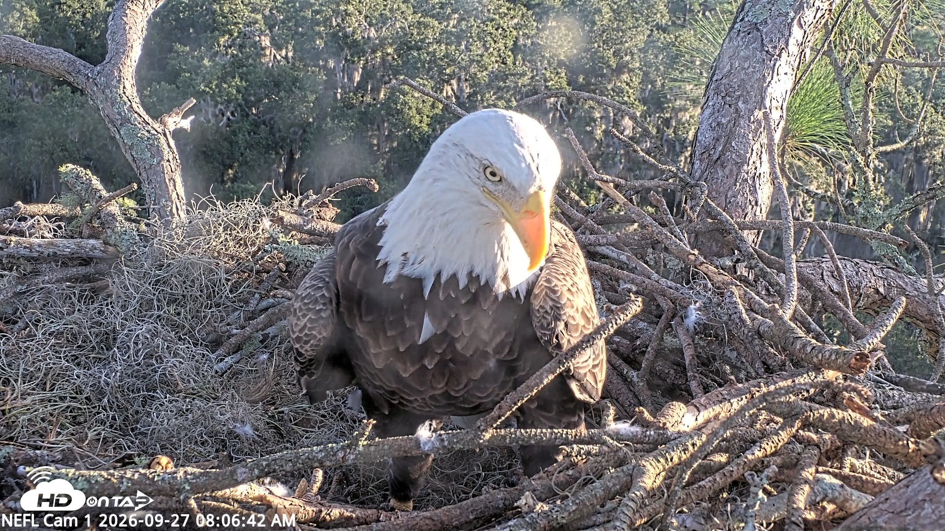 Snapshot of NE Florida Eagles Live Webcam taken Sep 27, 2026, 8:07am EDT