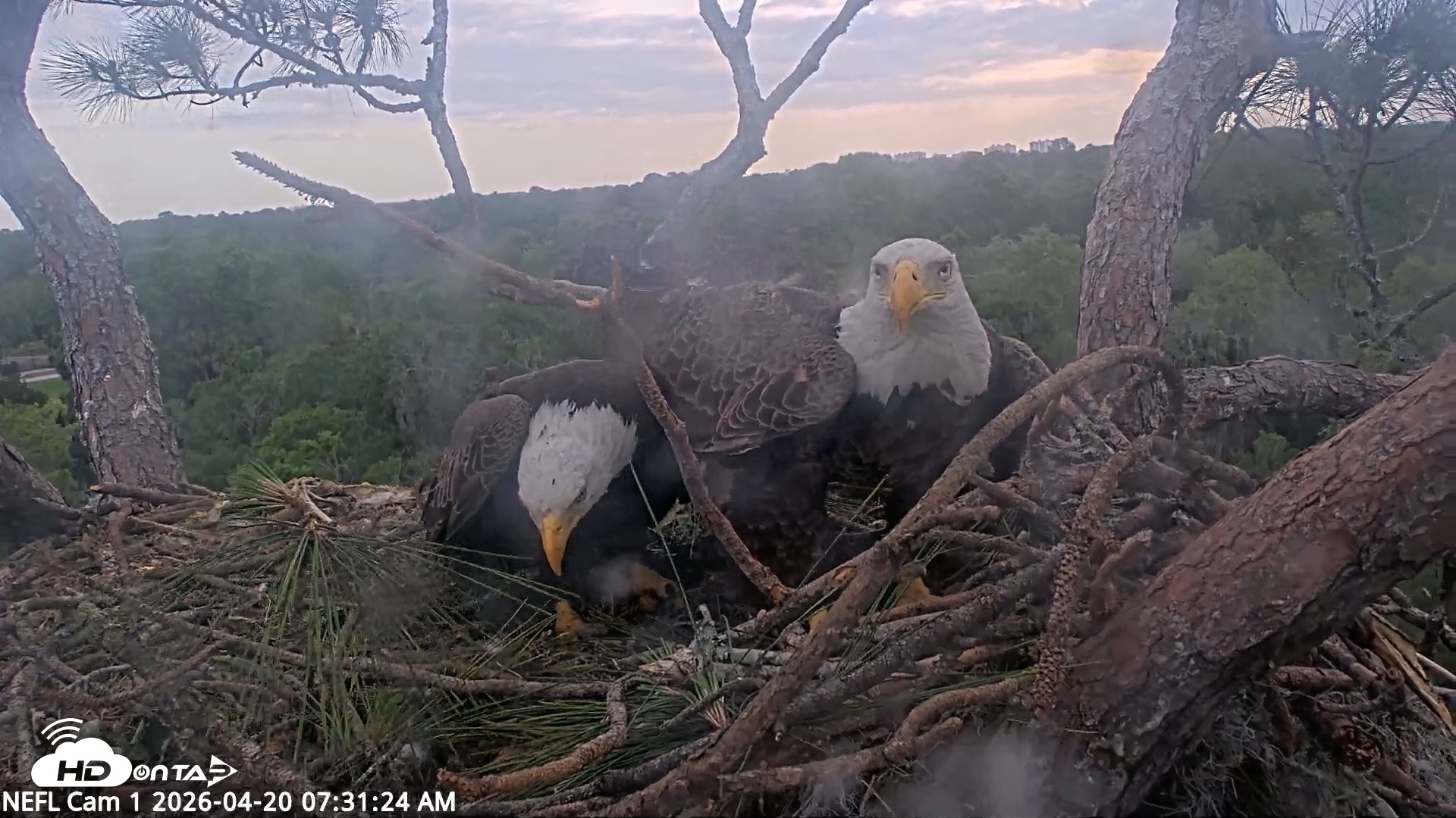 Snapshot of NE Florida Eagles Live Webcam taken Apr 20, 2026, 7:32am EDT