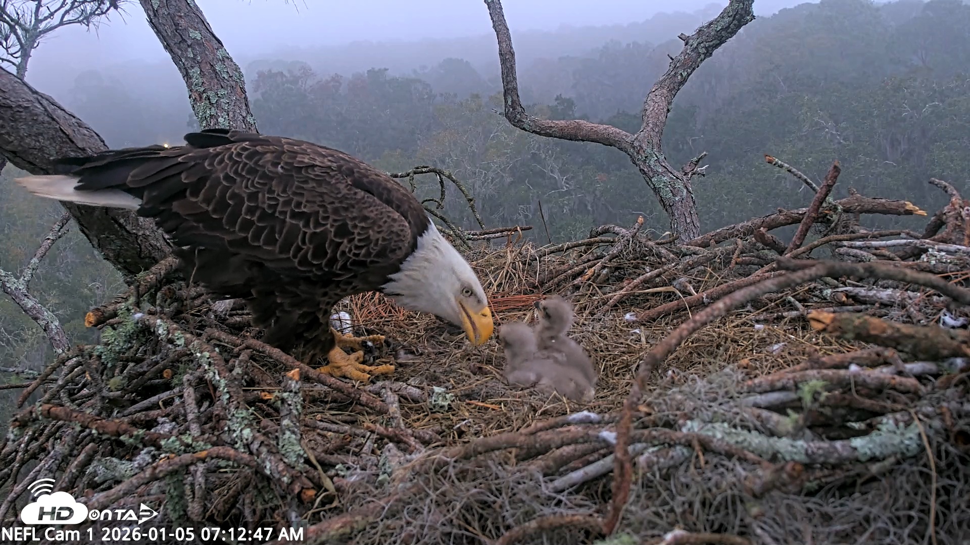 Snapshot of NE Florida Eagles Live Webcam taken Jan 5, 2026, 7:13am EST