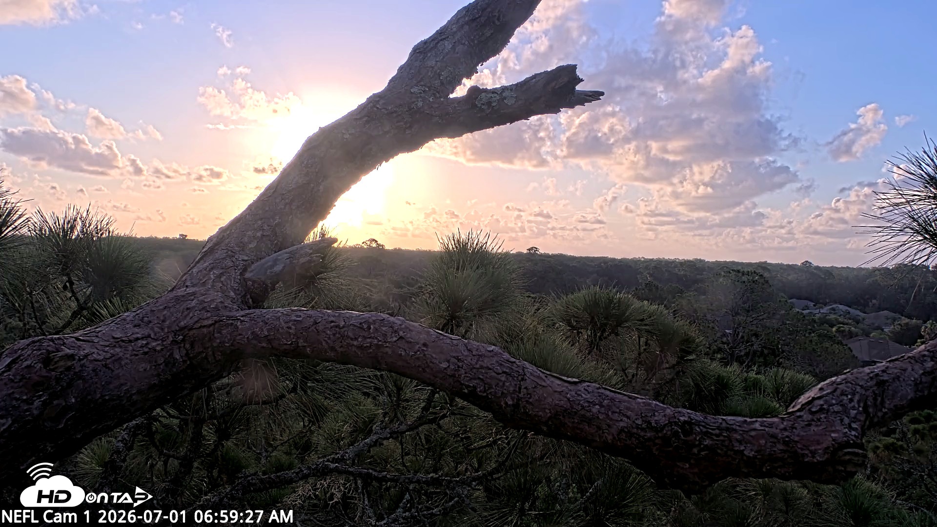 Snapshot of NE Florida Eagles Live Webcam taken Jul 1, 2026, 7:00am EDT